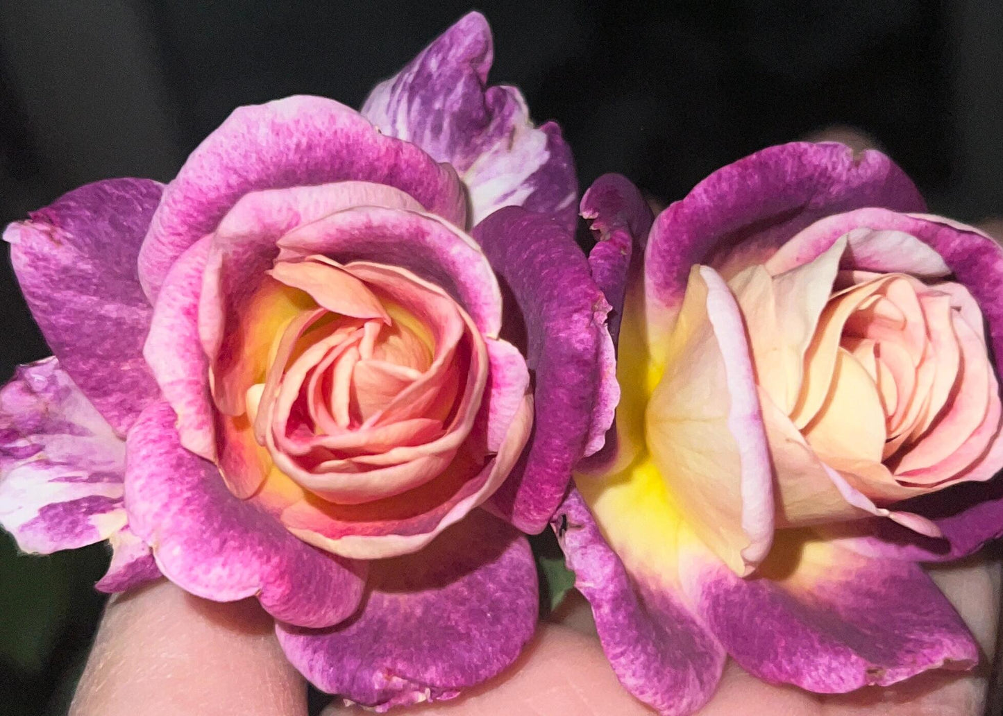 Rose【Diablesse de Mers｜MASdiame】- 1 Gal Live Plant｜Jasmine Fragrance｜Variable in color and form｜恶魔的海洋｜麦斯妖女