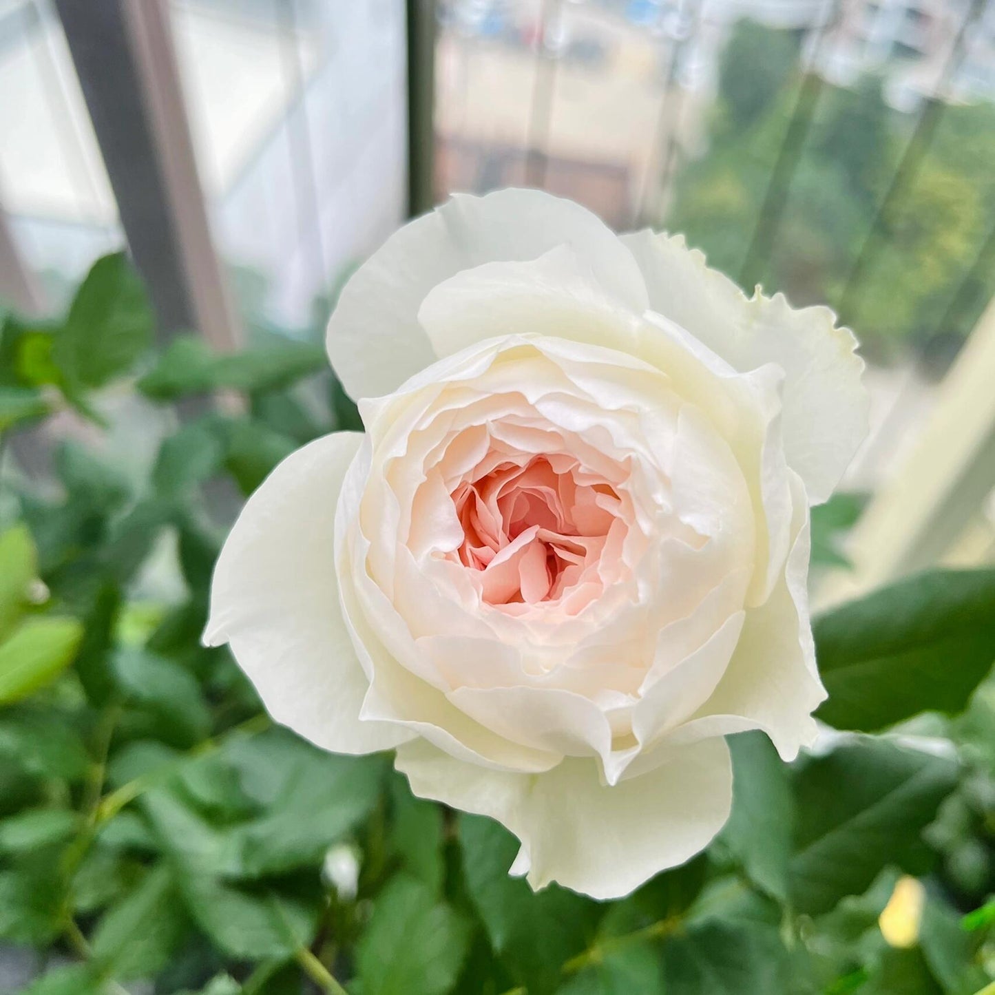 Rose【Shizuku｜しずく】-1.5Gal OwnRoot LivePlant｜心之水滴| Extended vase life| Long florescence | Prolific blooming| Floribunda Rose| Everbloomer