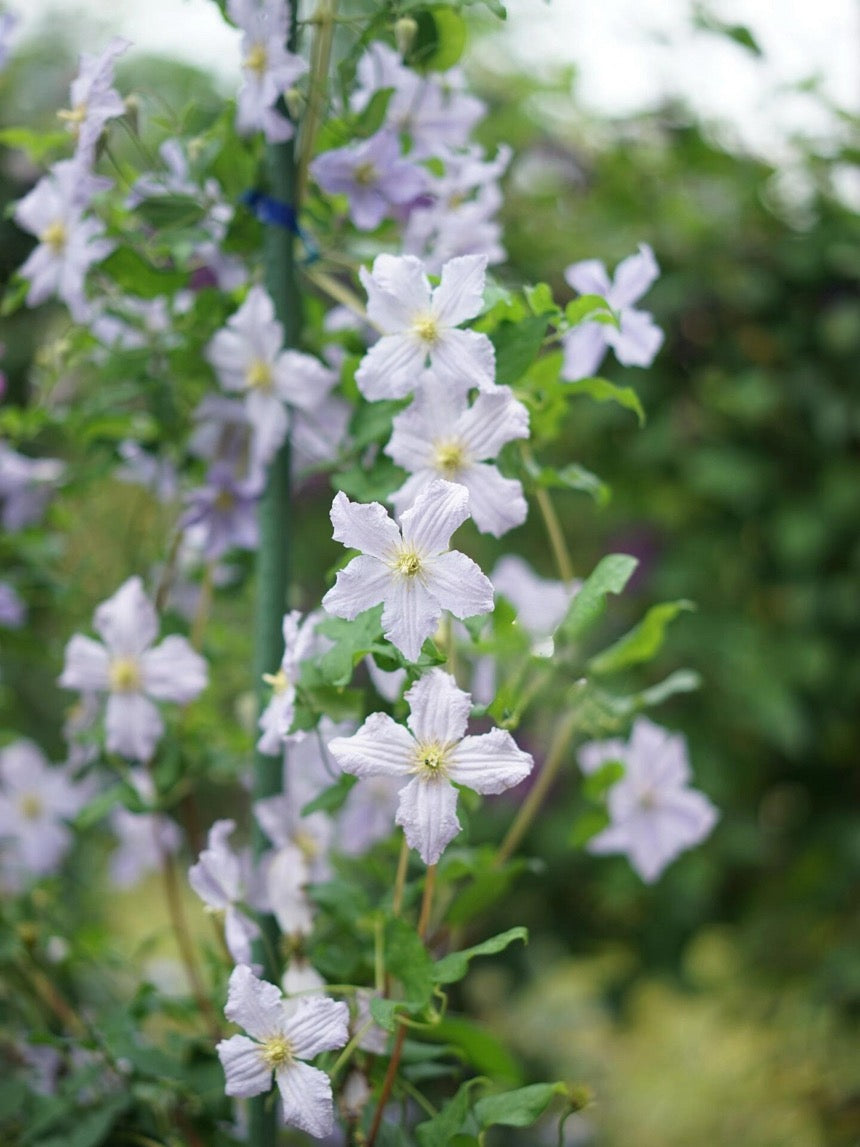 Clematis【Blue Angel| あおてんし】-Live Plant｜蓝天使| Rare Pleated Petals| Easy 2Grow| Hardy| Large Flowering| Strong Growth| Pot Friendly| Shade Vine