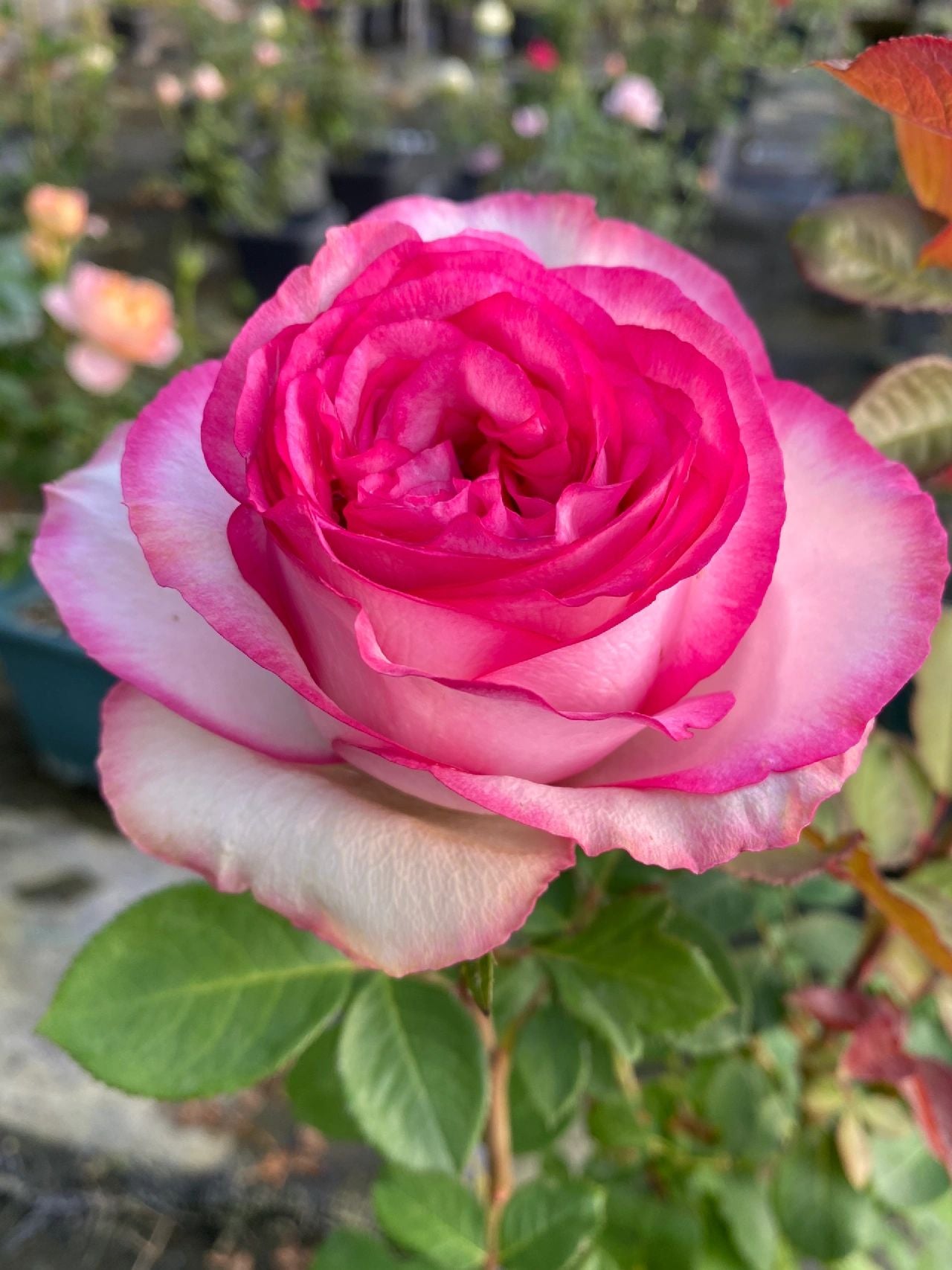 Rose【Bella Vita】- 1.5 Gal OwnRoot LivePlant｜贝拉维塔｜Popular Cutting Rosa｜Large Bloom｜Rich Scent