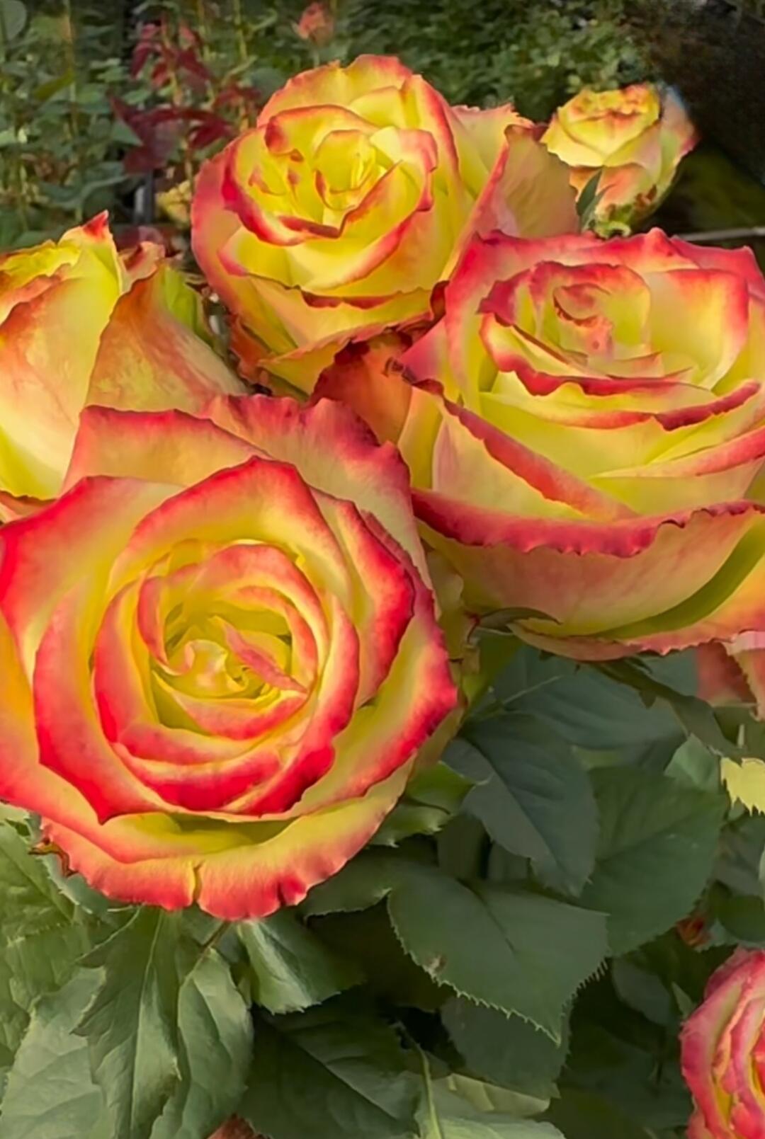 Rose【Green Apple｜グリーンアップル| 青苹果】- OwnRoot LivePlant｜New Variety Florists Rose| Large Flower| Extended vase life| Vivid Colors| Gradient