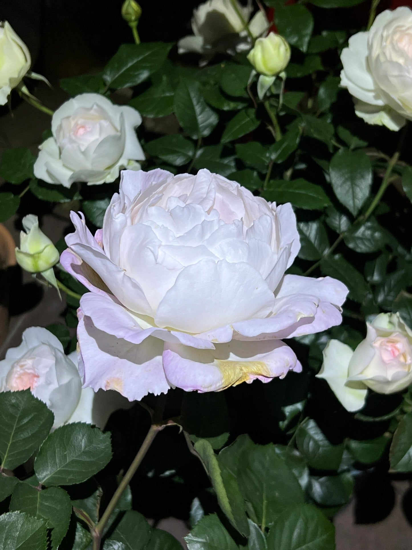 Rose【Princess Tenko｜プリンセステンコー】- 3 Gal LivePlant｜Rare Japanese Rosa｜天宫公主｜Large Bloom｜Heat Resistant |Floribunda Rose| Gradient