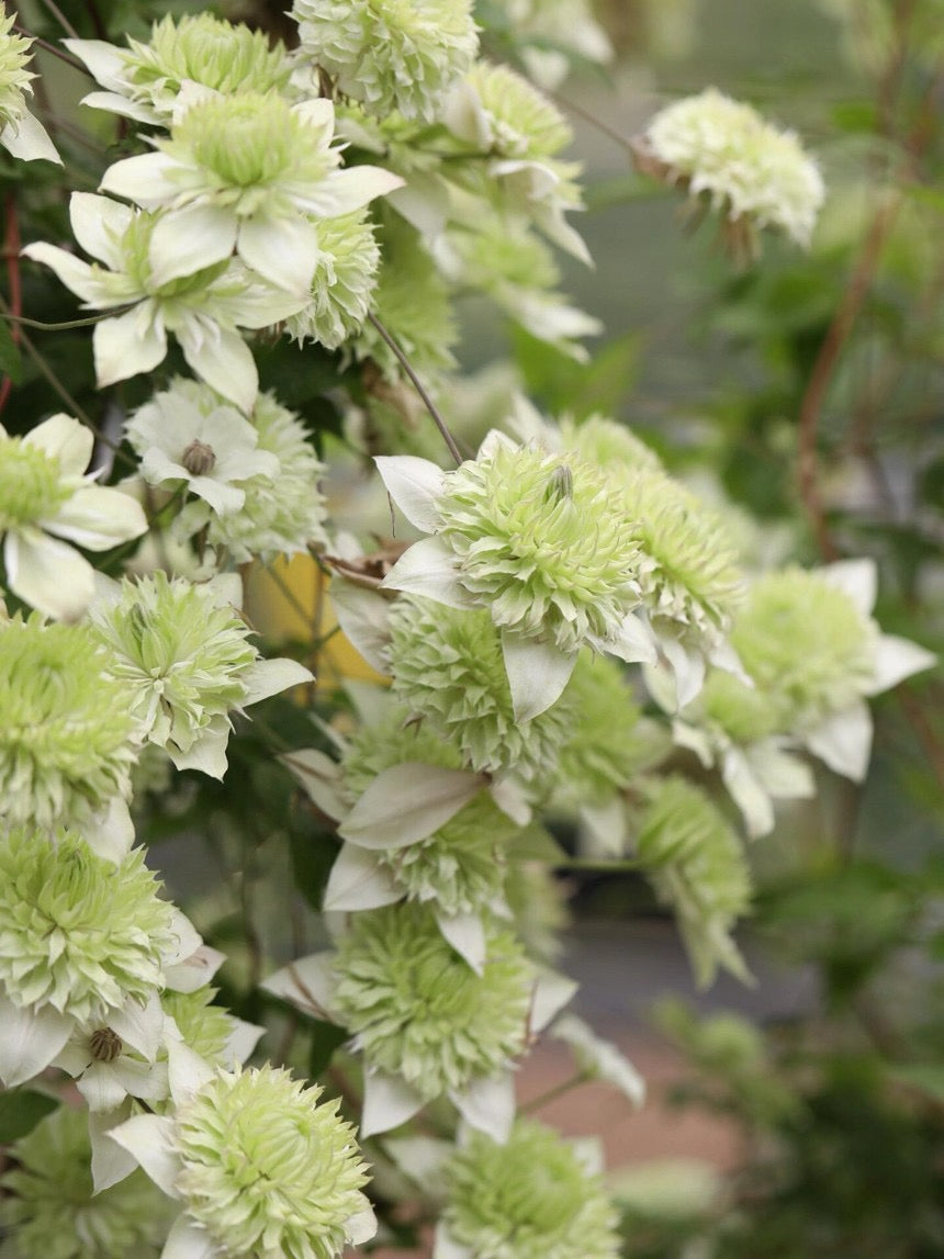 Clematis 【Alba Plenal | 白万重】-  9P LivePlant| Shade Tolerant| 小绿| 绿玉| Popular Varieties|