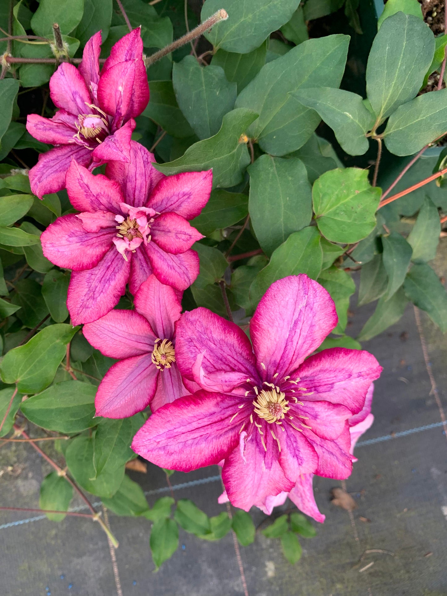 Rare Rare Clematis【Paradiso】-LivePlan｜天堂｜帕拉迪索| Double-flowered| Cold Hardy| Perennial| Pollinator Friendly| Low Maintenance| Easy 2 Grow