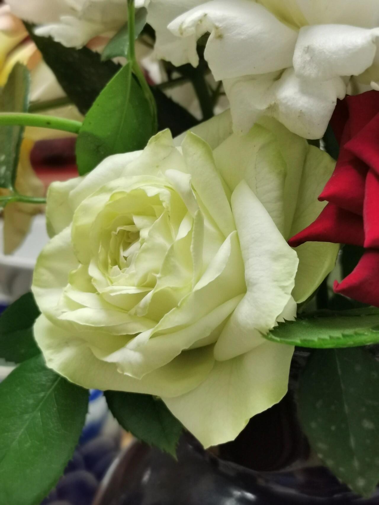 Rose【Wakana｜わかな】-1.5 Gal OwnRoot LivePlant｜Green Rose｜若菜｜木村卓功