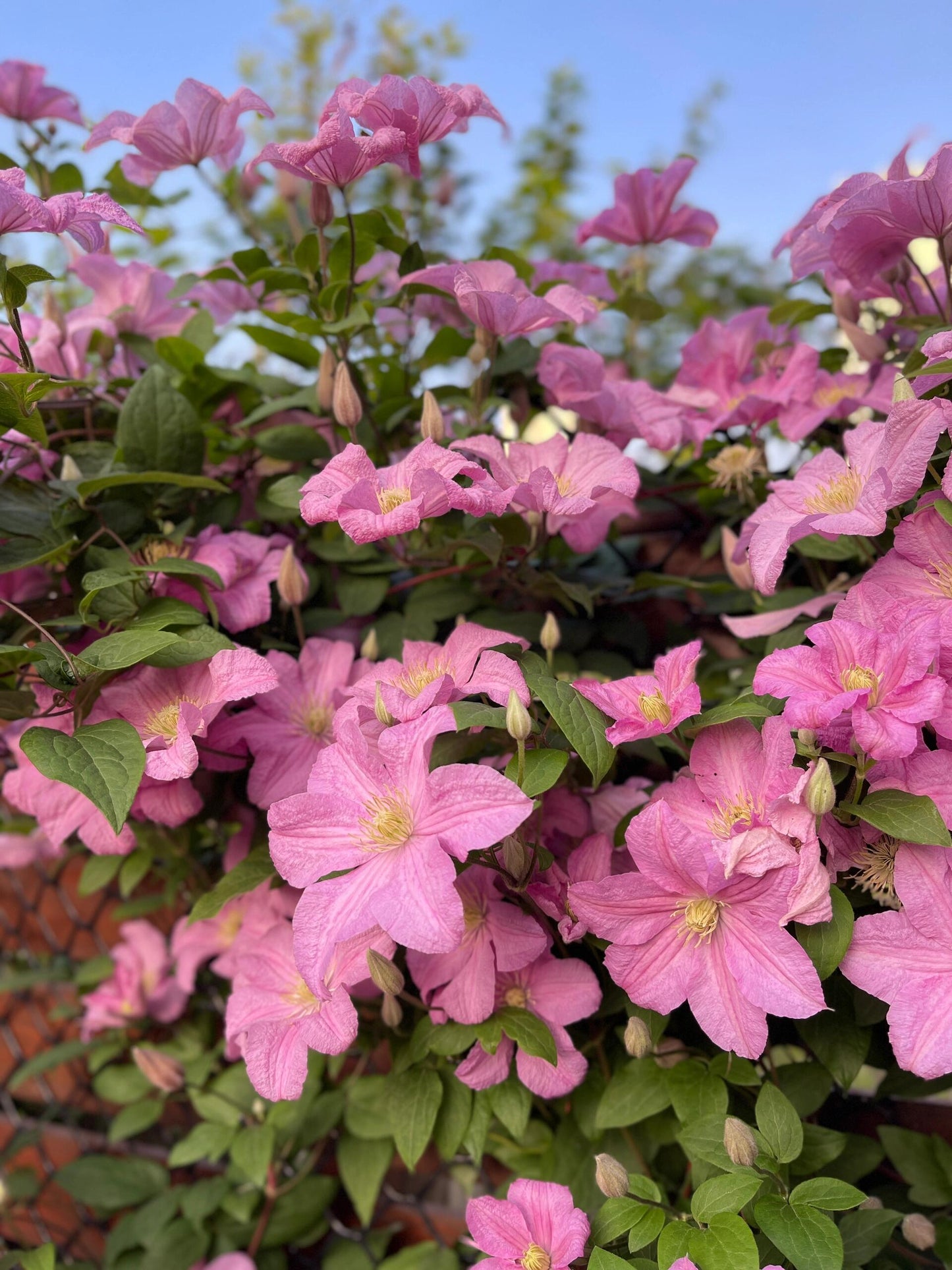 Clematis【Comtesse de Bouchaud】- LivePlant｜包查德 女侯爵｜Cute Flower