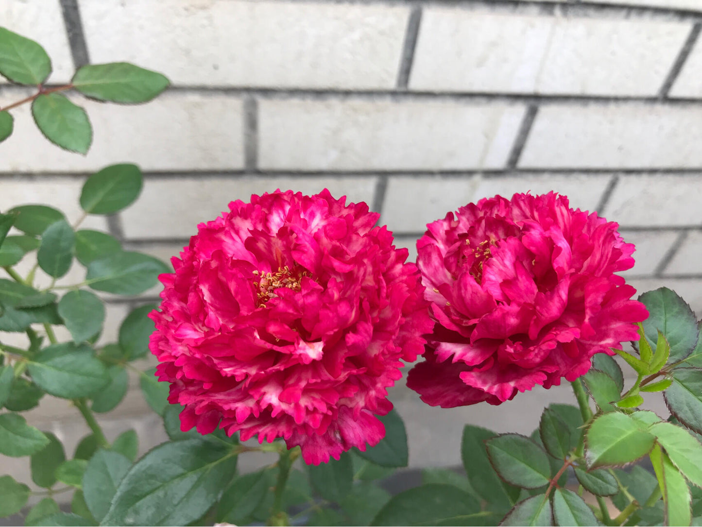 Rose【Ligare｜リガーレ】- 真彩 230| Striped | 领带| Heat Resistant| Intense Fragrance| Peony Bloom| Floribunda | Wave Petals