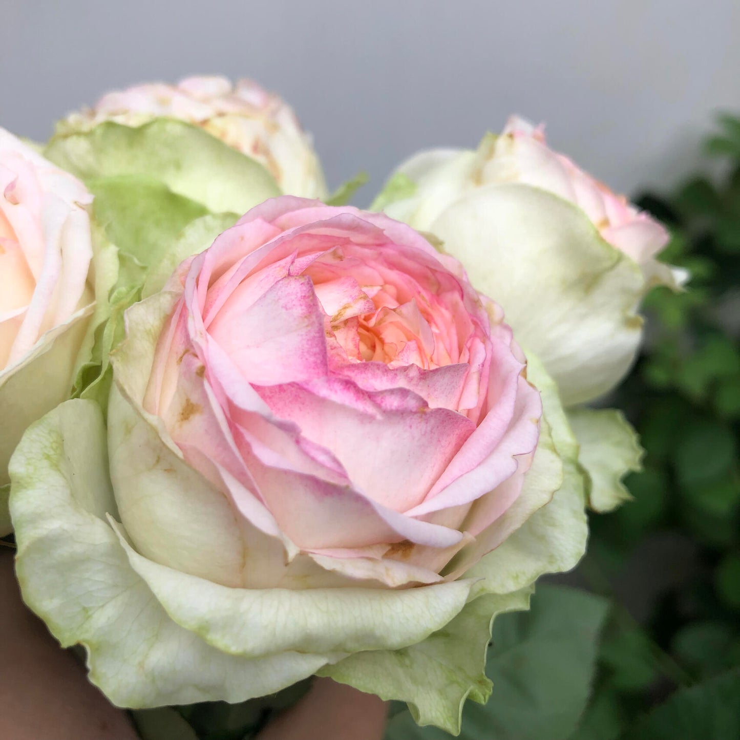 Rose【ArmureBlanche｜アルヌワブラン】-1.5 Gal OwnRoot LivePlant｜幻彩 ｜Japanese Rare Rosa