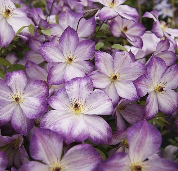 Clematis【Pernille】- LivePlant- 佩莱尼| Cold Hardy| Low Maintenance| Rich Color| Pollinator Friendly| Strong Growth| Cute Flower| Adaptable|Vine