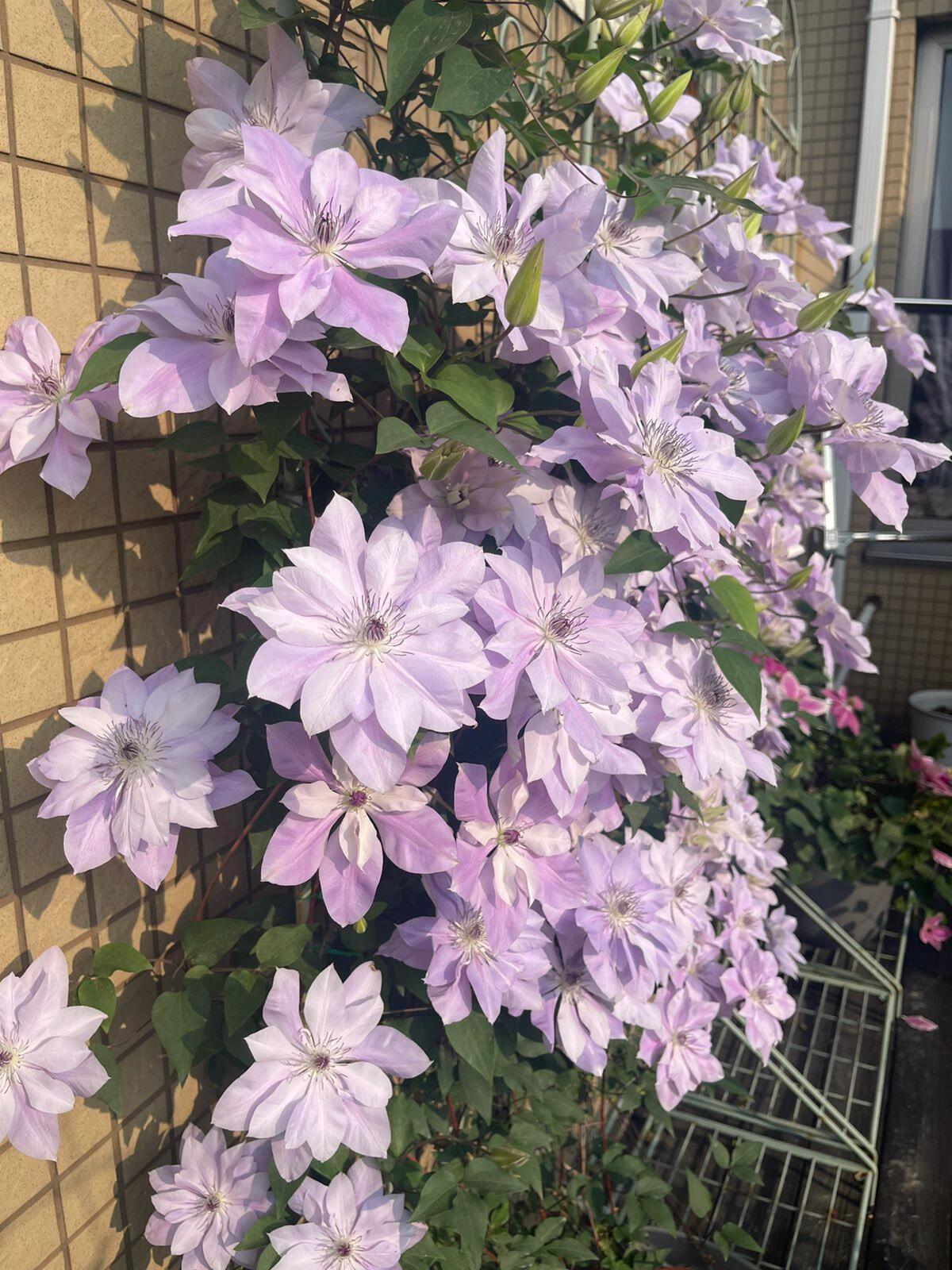 Clematis【Reflections】- LivePlant｜倒影| Double-flowered| Cold Hardy|Perennial|Pollinator Friendly| Low Maintenance| Popular| Bloom Repeatedly