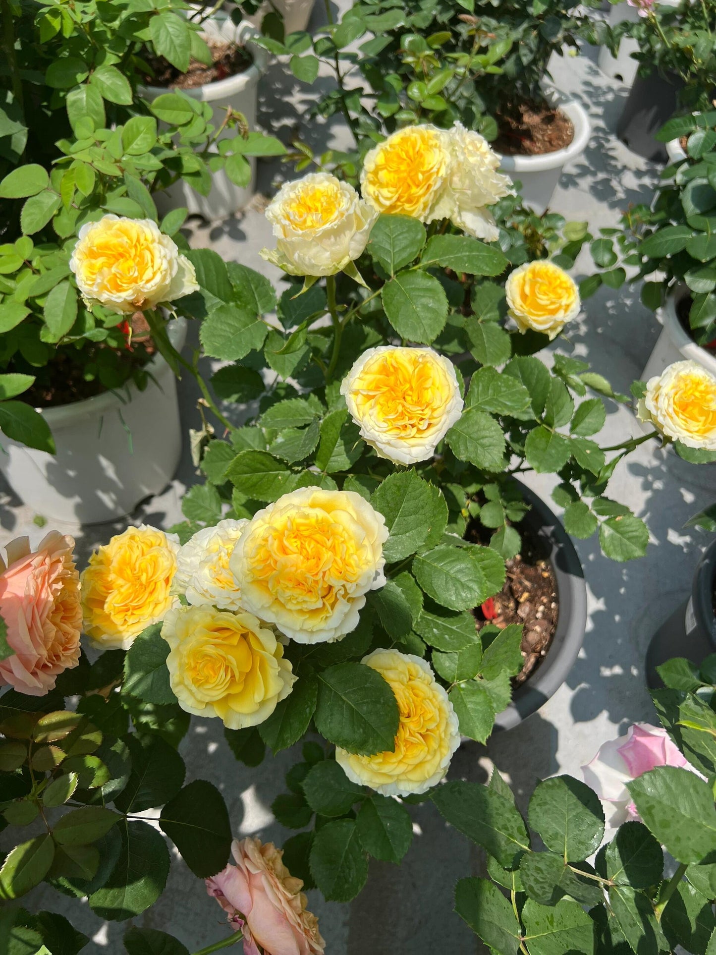 Rose【Shell｜貝殻】-1.5 Gal OwnRoot LivePlant｜Popular Japanese Floribunda Rose 贝壳｜Large Bloom｜Long vase life| Heat Resistant| Easy to Grow| Lace