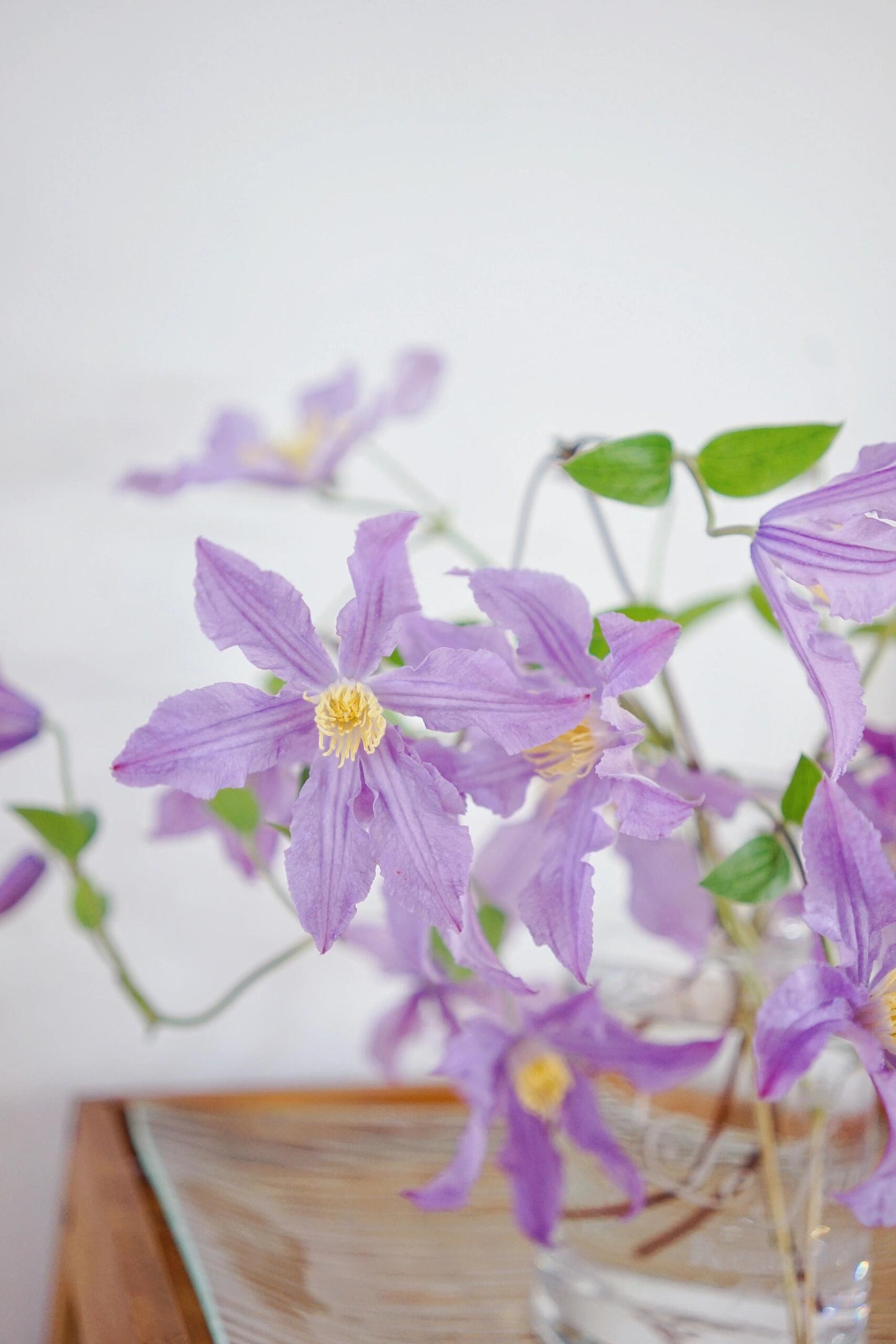 Rare Clematis【East River】-LivePlant｜东方河流Large Star Bloom