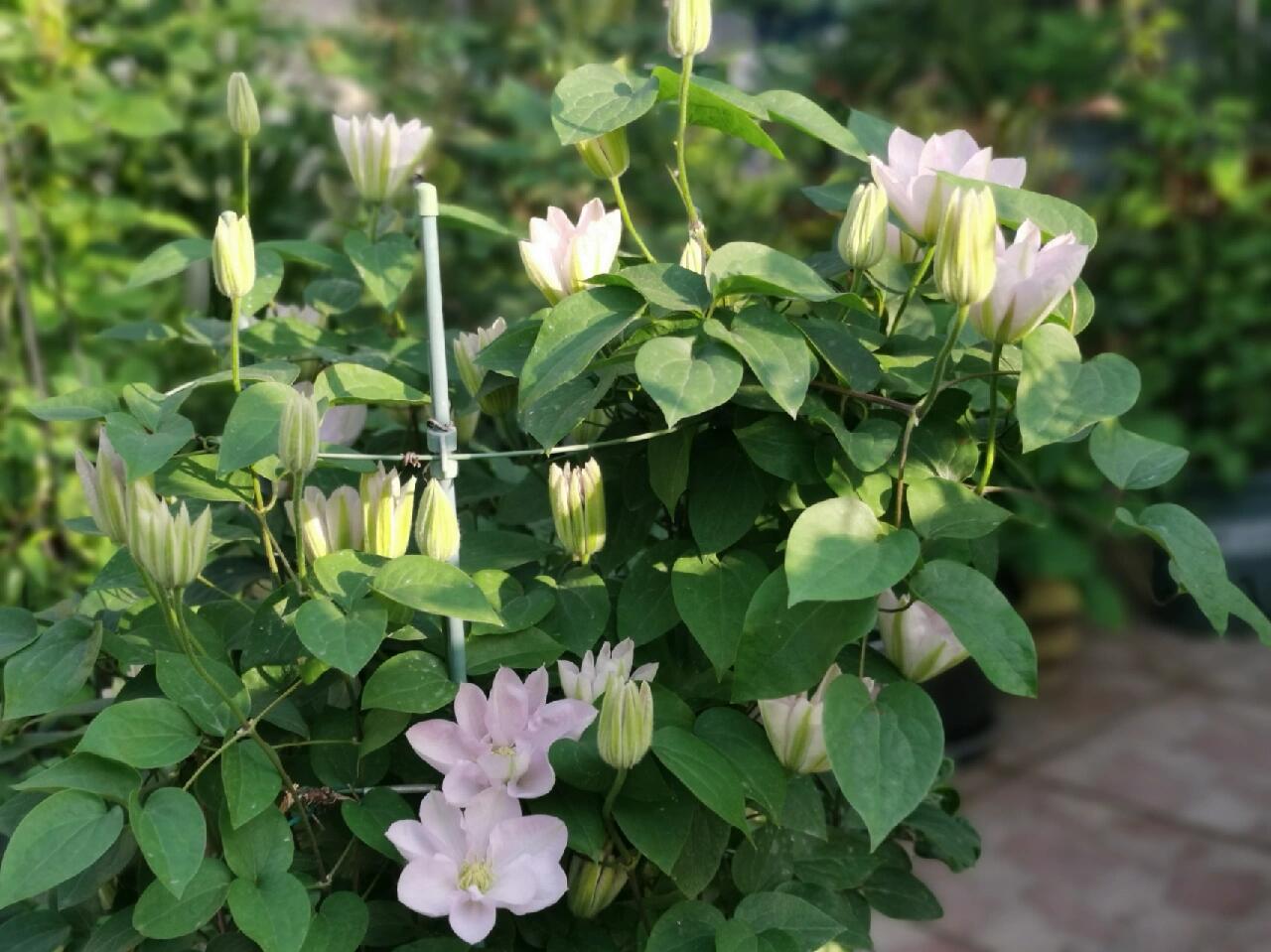 Rare Clematis【Innocent Blush】-LivePlant｜羞答答｜7 Lucky Petals｜