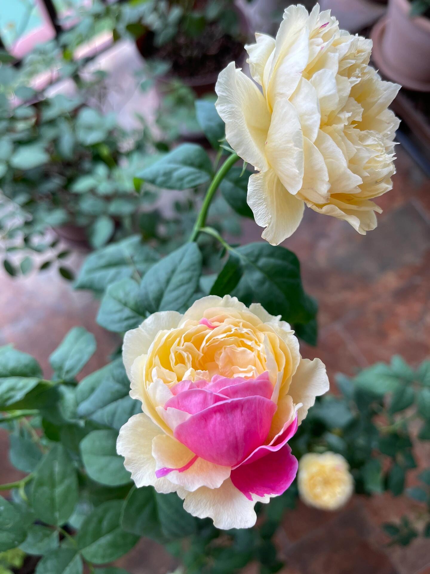 Rose【Fugetsu｜ふうげつ】-Surprise Rosa|  风月| Heat Resistant| Abundant Blooming| Less Thorns| Surprise rose| 風月| Balcony Rose