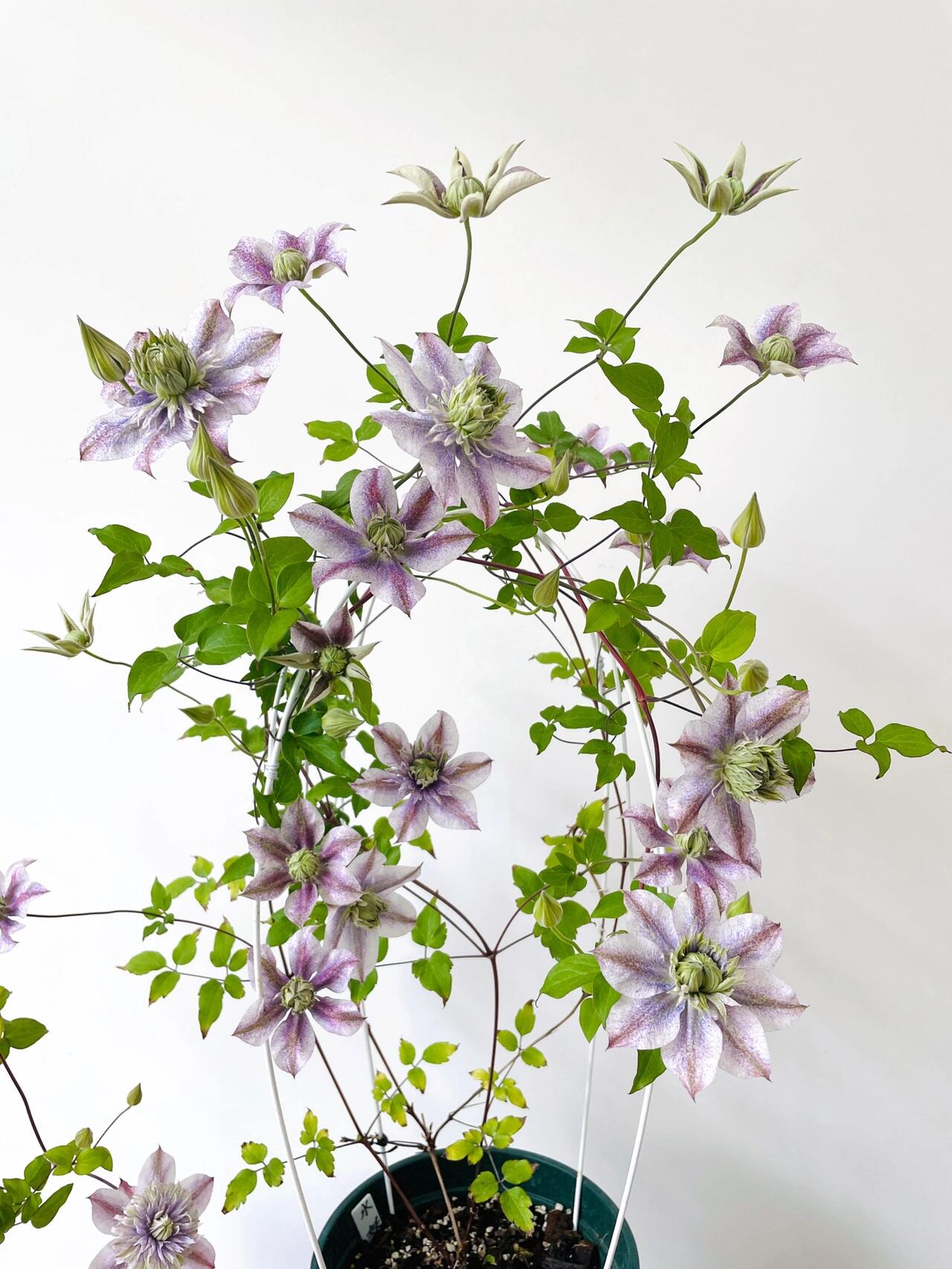 Clematis【 Minamonoyousei | みなもようせい| 水面の妖精】- 10P LivePlant| Japanese Clematis | Double-flowered| Cold Hardy| Koi| 水面妖精