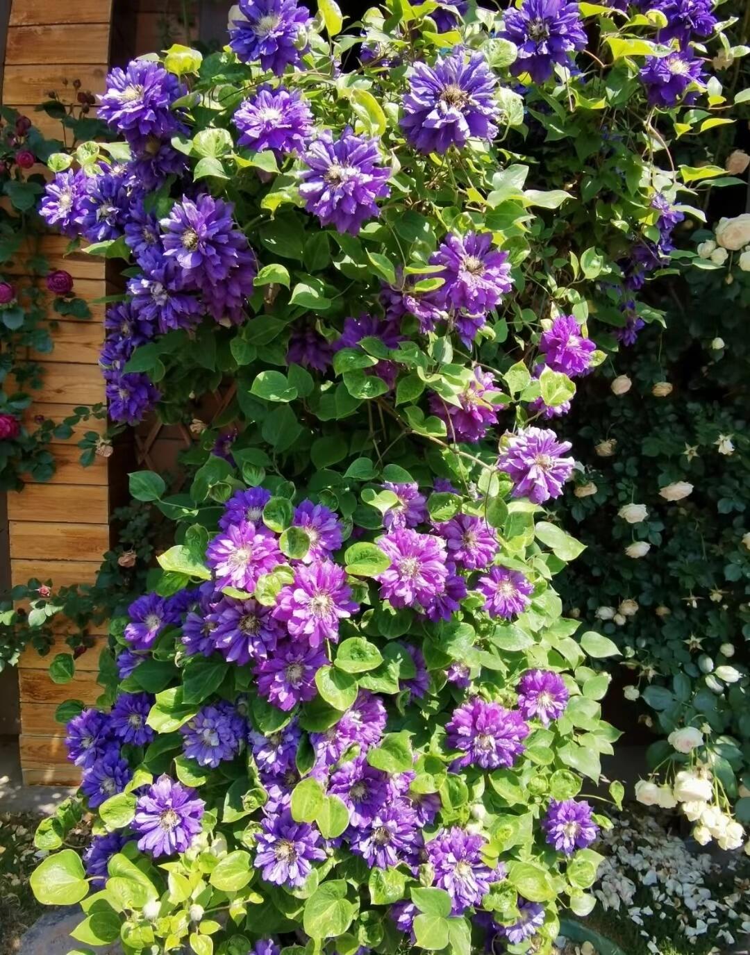 Clematis【Kiri Te Kanawa】- LivePlant｜Purple Double flowering｜卡瓦娜