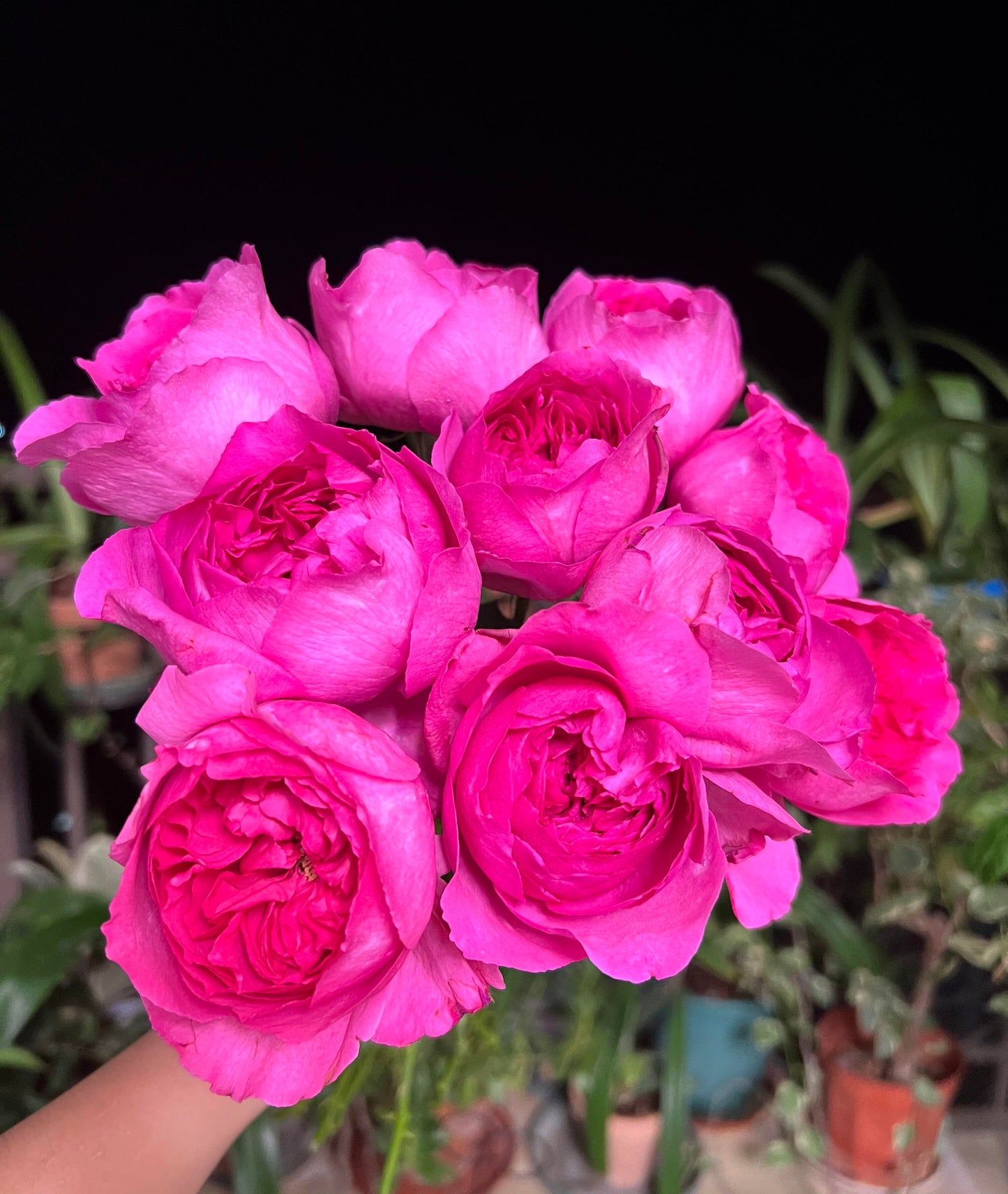 Rose【Yves Sunrise｜イヴサンライズ】- 1 Gal Own Root LivePlant｜ Rare Japanese Perfume Rose｜Large Bloom ｜伊芙日出| Redolent| 爱神拂晓| 木立バラ