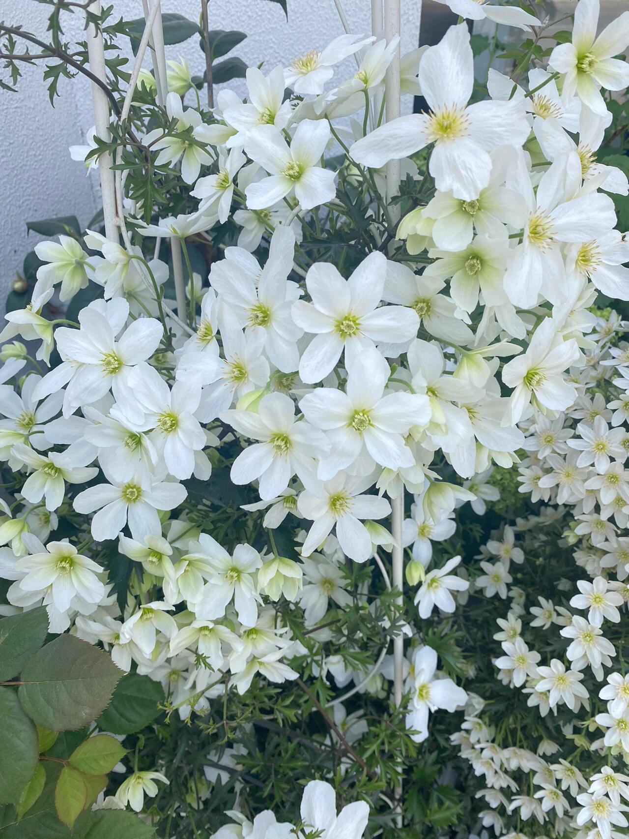 Clematis【Avalanche】-LivePlant｜雪崩｜Popular White Clematis