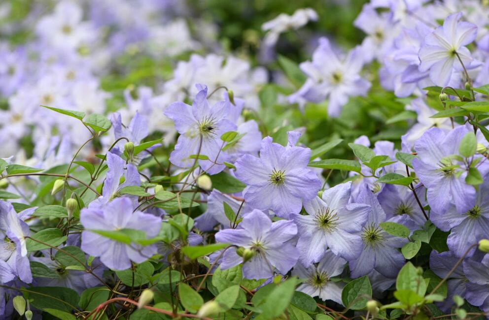 Clematis【Sea Breeze】- Live plant with flower buds｜海风｜Blue Clematis