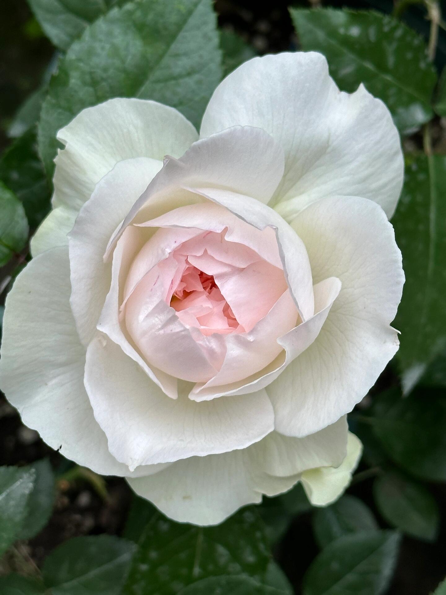 Rose【Shizuku｜しずく】-1.5Gal OwnRoot LivePlant｜心之水滴| Extended vase life| Long florescence | Prolific blooming| Floribunda Rose| Everbloomer