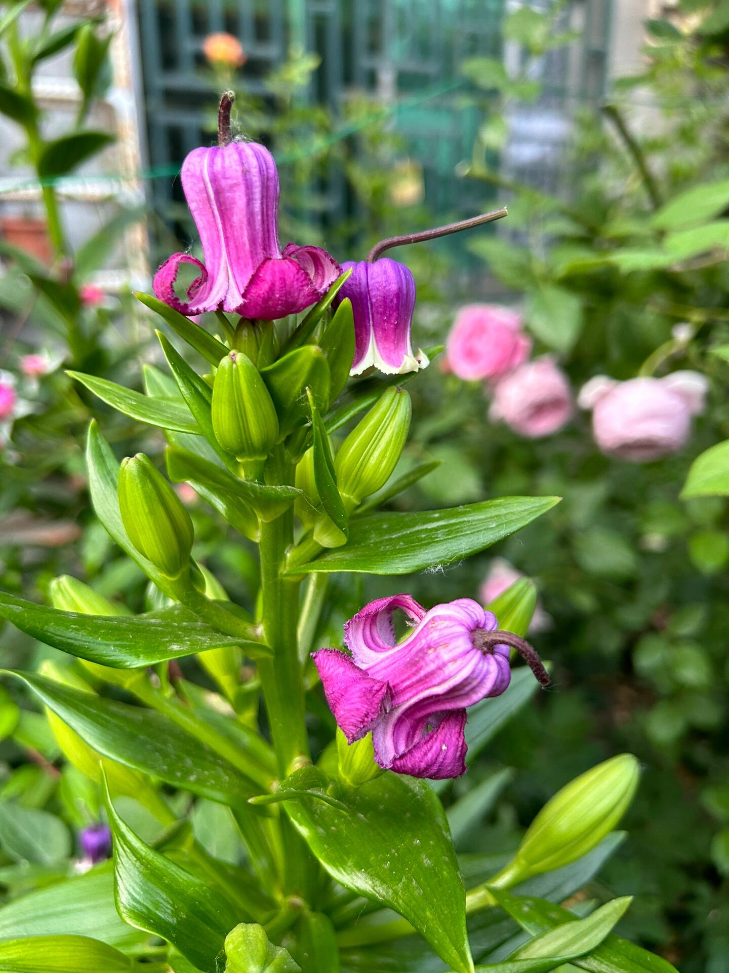 Clematis【Princess Red】- LivePlant｜绯红公主｜Purple-Pink Bell-Shaped Blooming｜