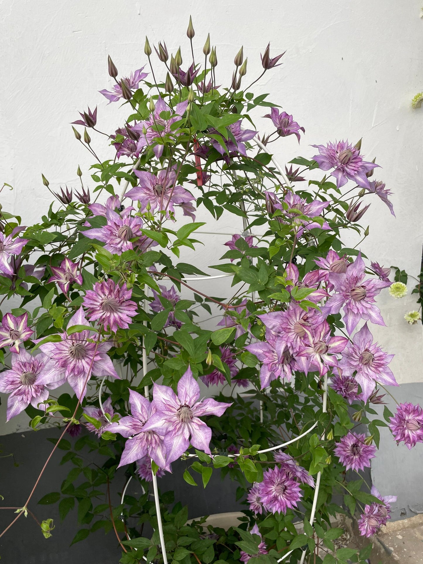 Clematis【Lady Kyoko | レディ・キョウコ】 -9P Live Plant- Japanese Rare Clematis| 恭子小姐 | 新旧両枝咲き|