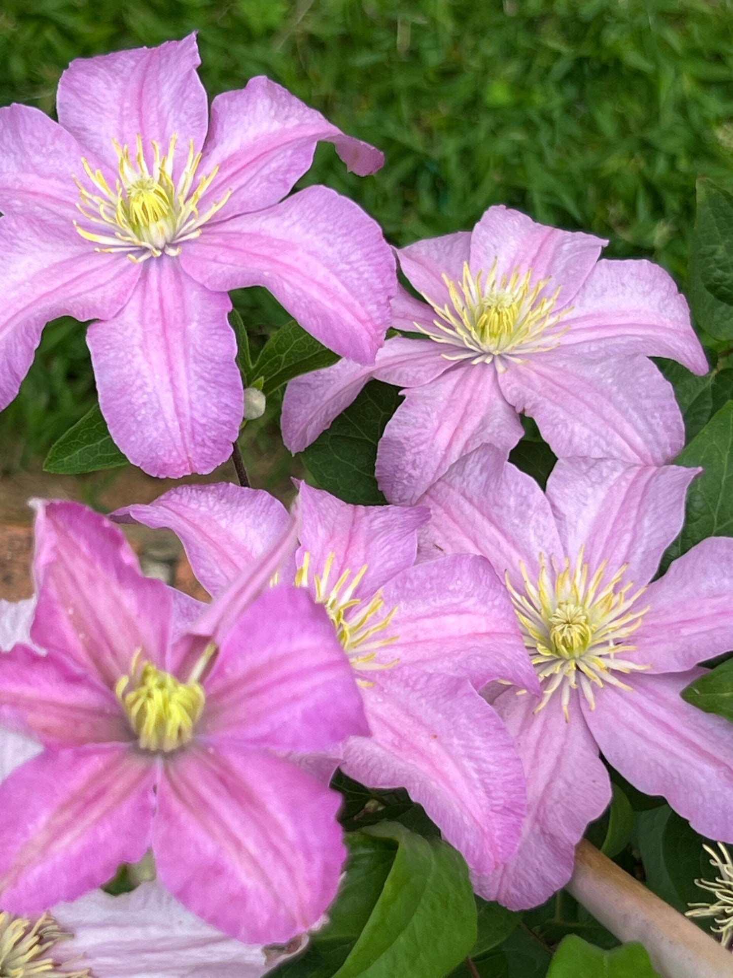 Clematis【Comtesse de Bouchaud】- LivePlant｜包查德 女侯爵｜Cute Flower