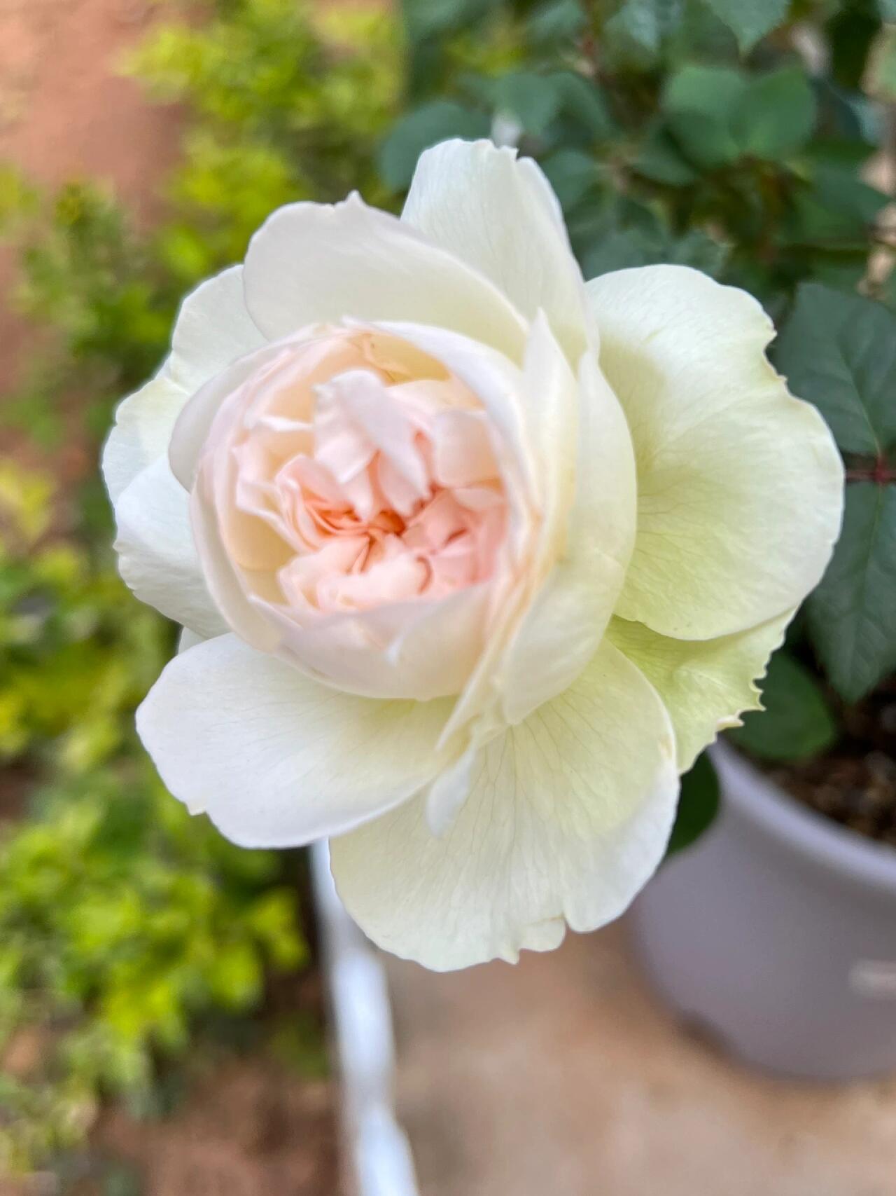 Rose【Avekutowa｜アヴェークトワ】- 1 Gal Live Plant｜与你同在｜New Variety 2020｜Colorful Blooms