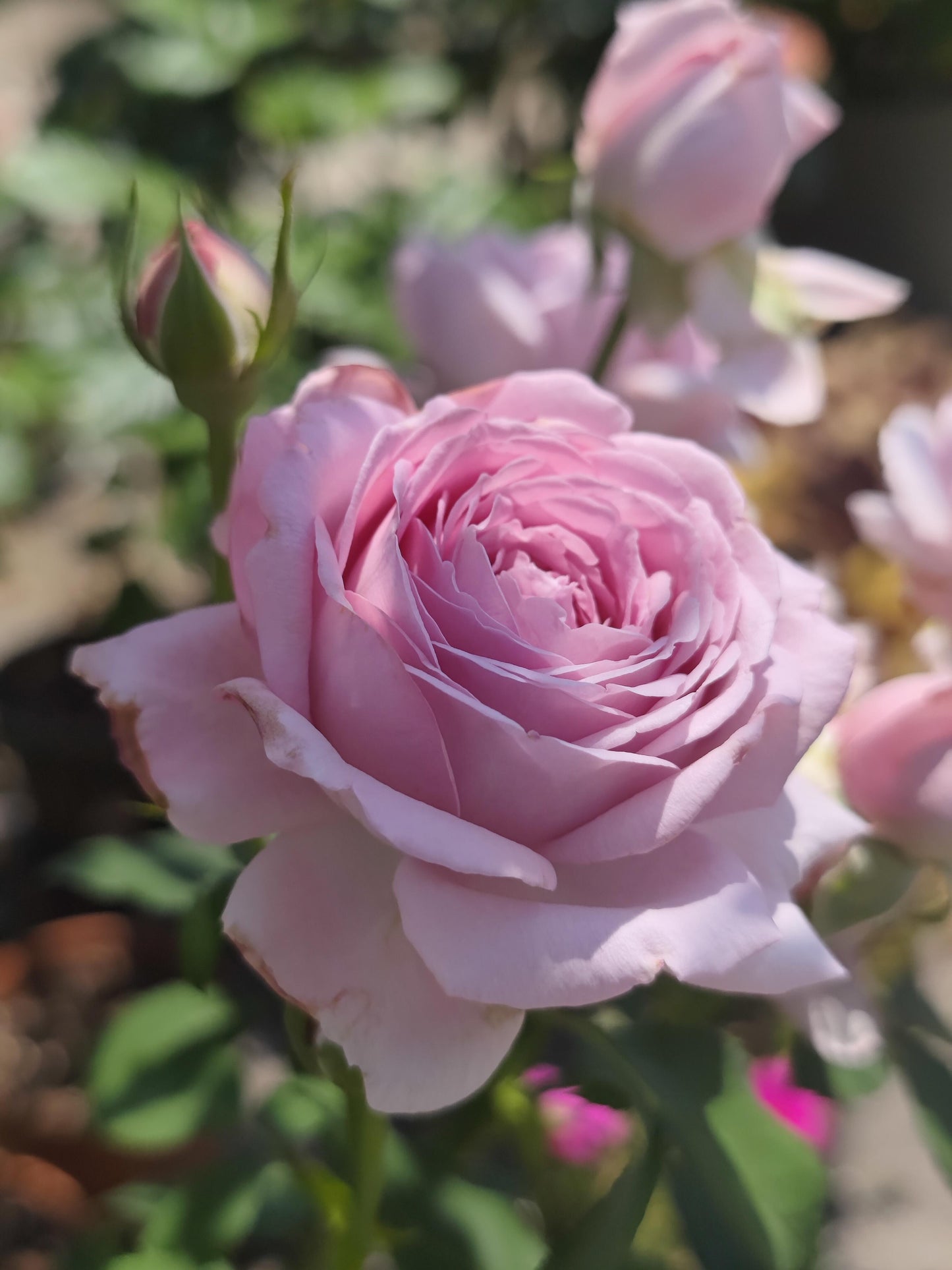 Rose【Charme｜シャルム】- 1.5 Gal OwnRoot LivePlant｜魅力绸缎｜Junko Kawamoto 2017