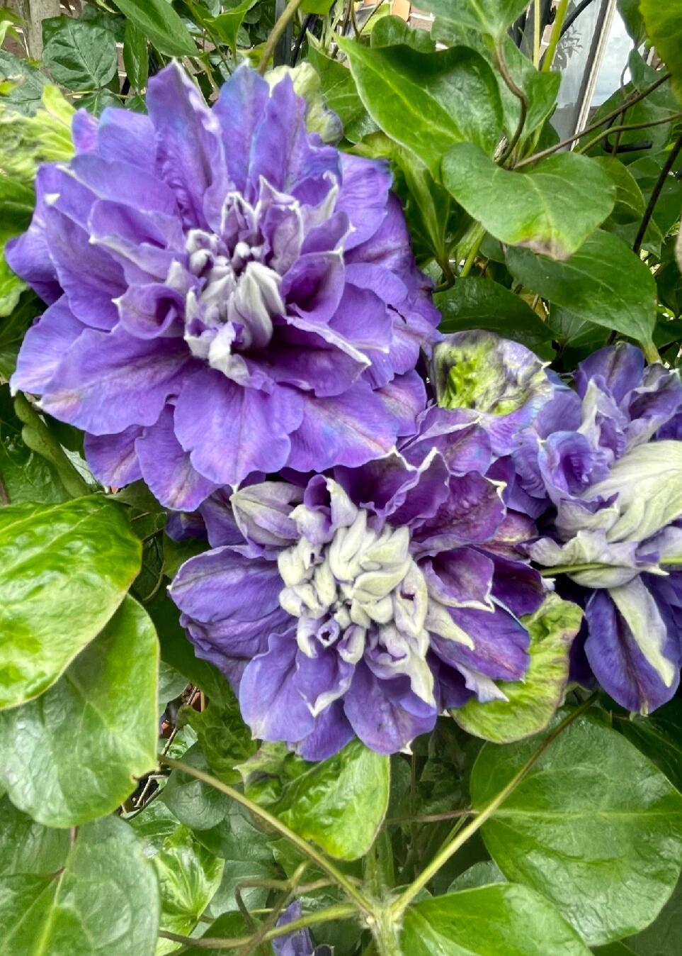 Clematis【Kiri Te Kanawa】- LivePlant｜Purple Double flowering｜卡瓦娜