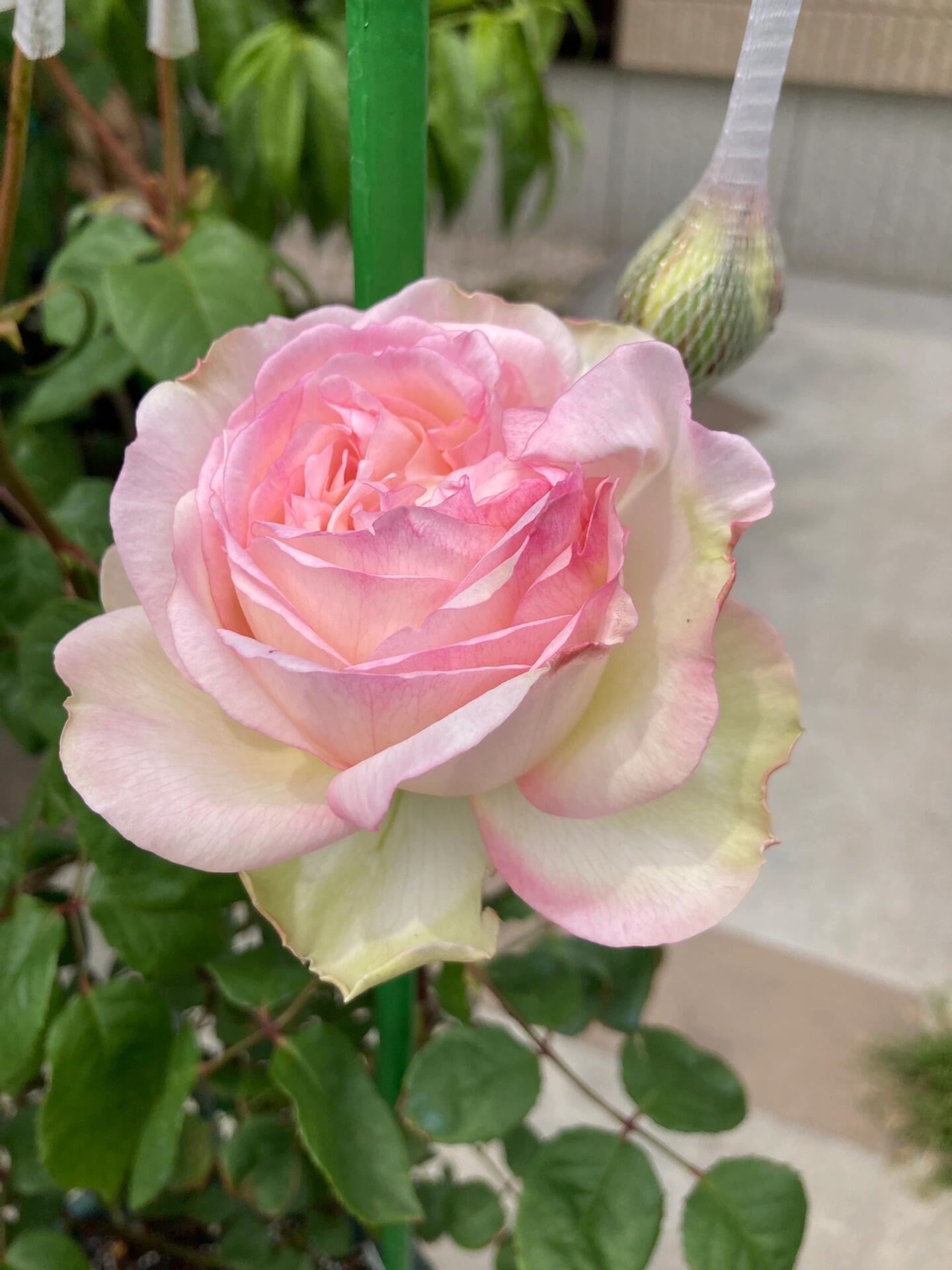 Rose【Avekutowa｜アヴェークトワ】- 1 Gal Live Plant｜与你同在｜New Variety 2020｜Colorful Blooms