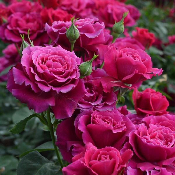 Rose【Colline Rouge| 赤い丘】-OwnRoot LivePlant｜天家胭脂/红丘｜コリーヌルージュ| Velvet| Heat Resistant| Rain-Resistant| Long florescence| Everbloomer