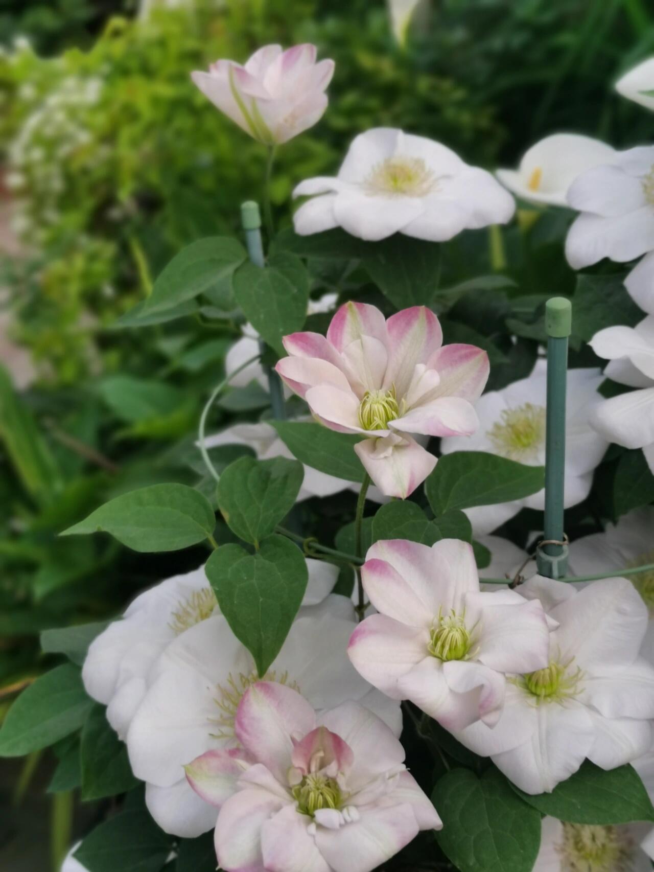 Rare Clematis【Innocent Blush】-LivePlant｜羞答答｜7 Lucky Petals｜