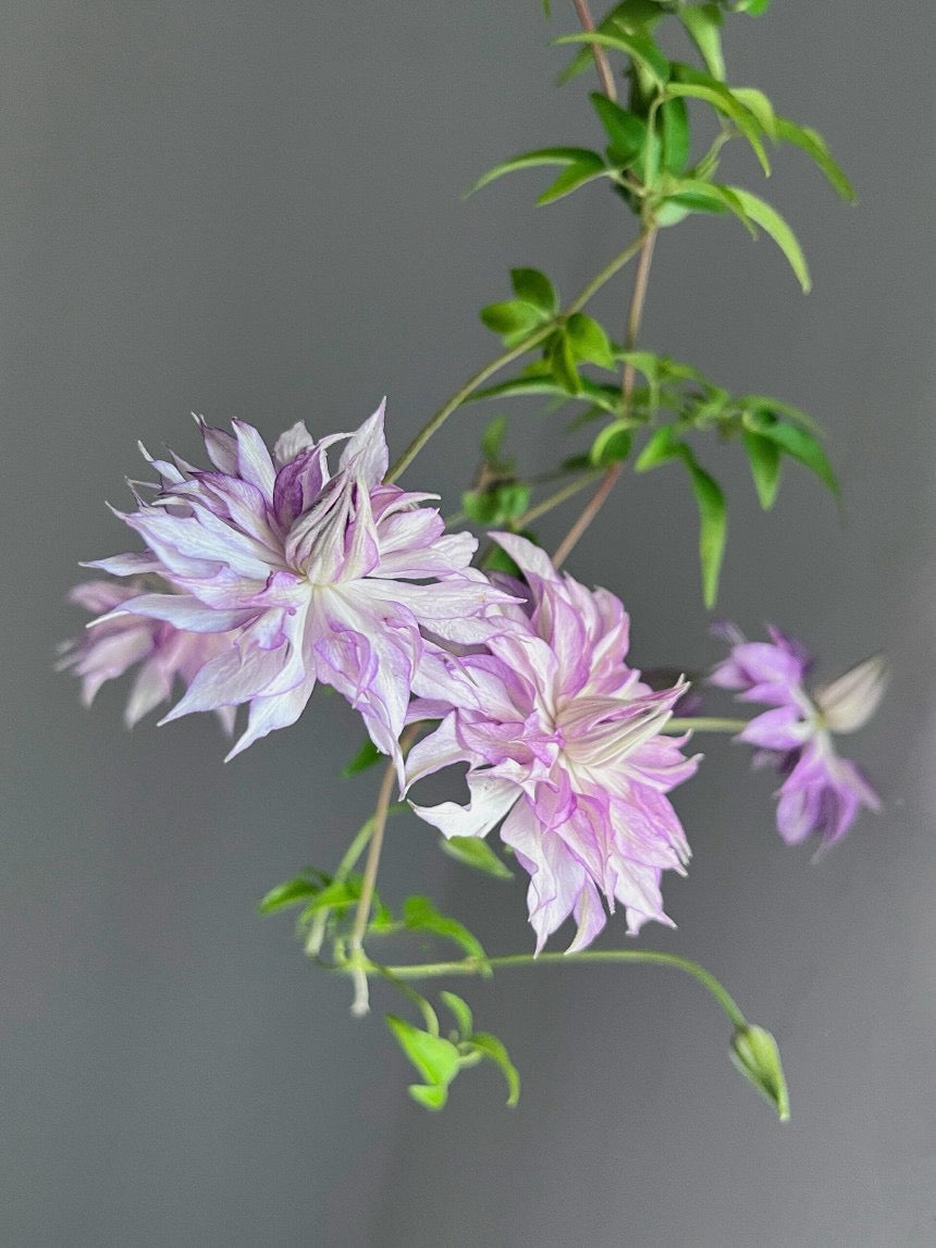 Clematis【Lady Kyoko | レディ・キョウコ】 -9P Live Plant- Japanese Rare Clematis| 恭子小姐 | 新旧両枝咲き|