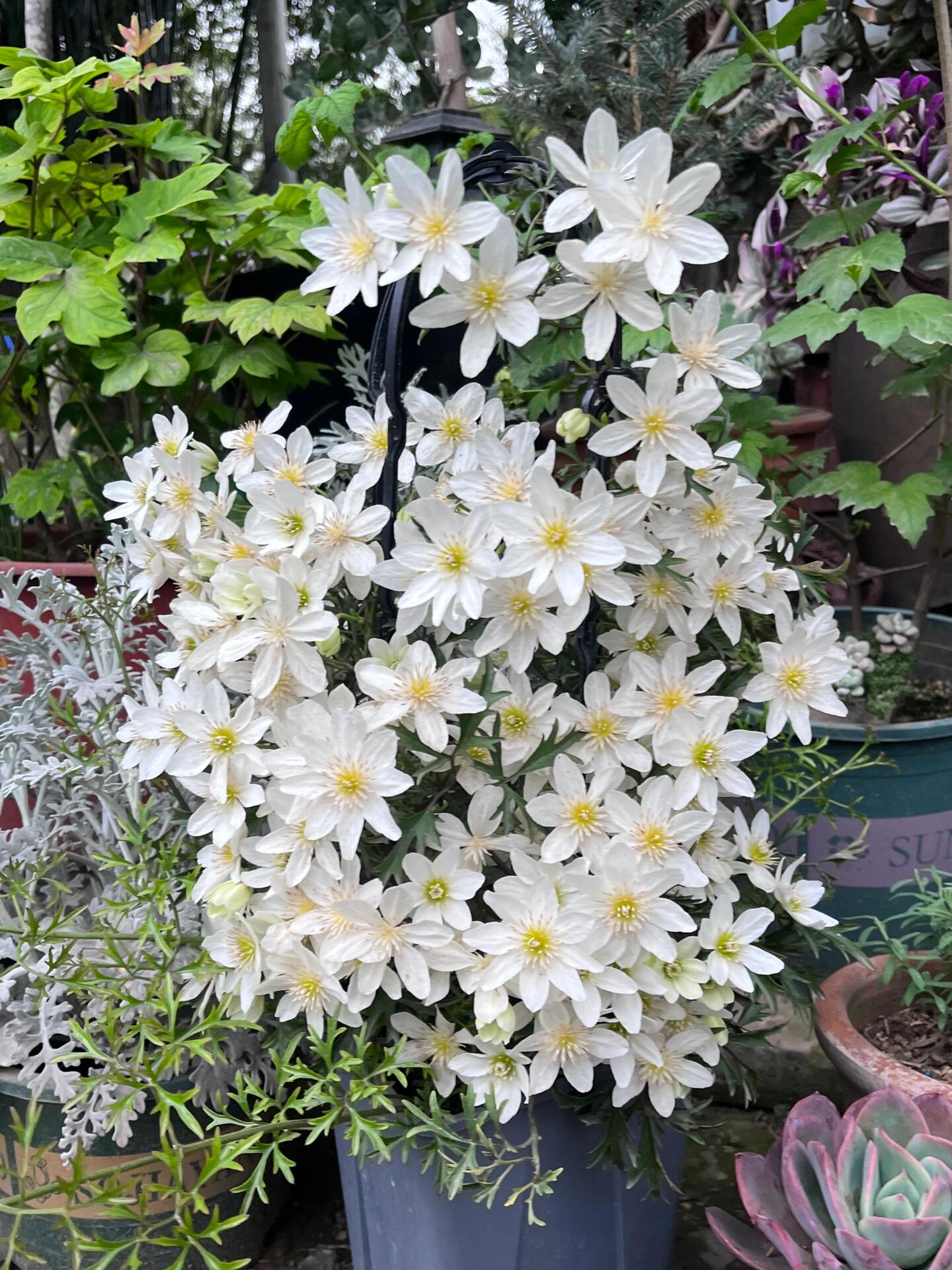 Clematis【Joe】- Liveplant｜银币｜Popular Floral waterfall