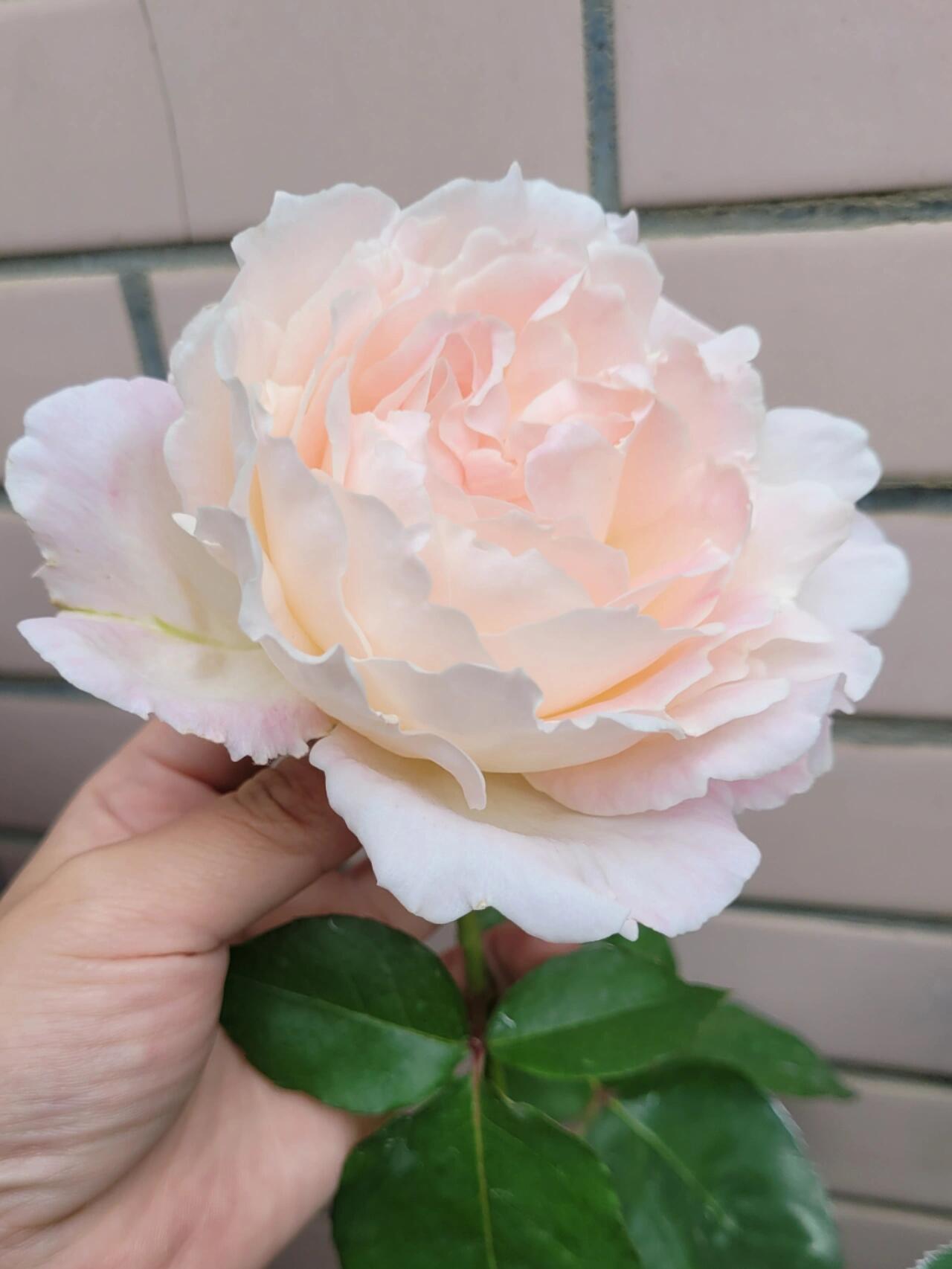 Rose【Princess Tenko｜プリンセステンコー】- 3 Gal LivePlant｜Rare Japanese Rosa｜天宫公主｜Large Bloom｜Heat Resistant |Floribunda Rose| Gradient