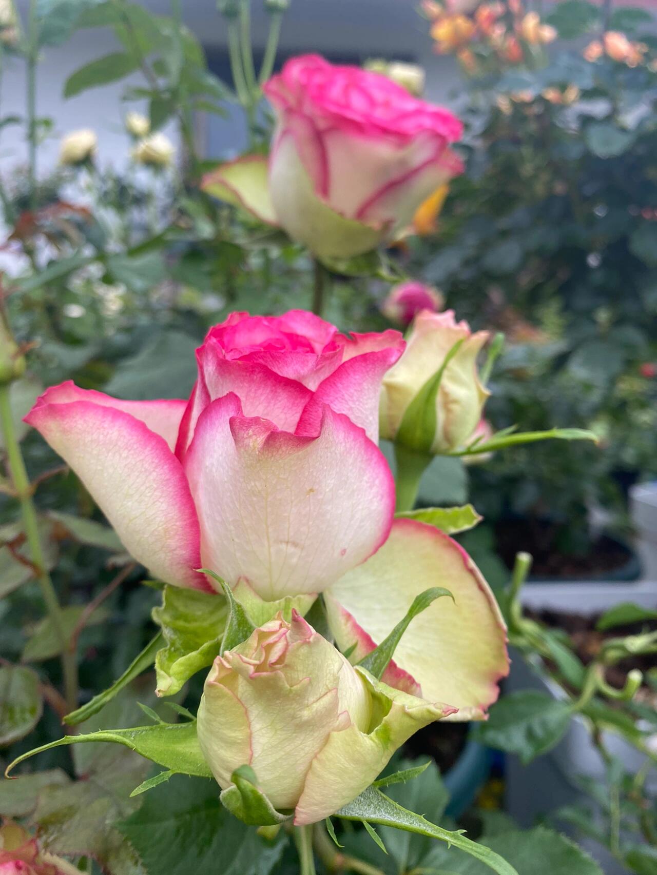 Rose is【Monroe】- 1.5 Gal OwnRoot Live Plant｜Cutting Rose 梦露