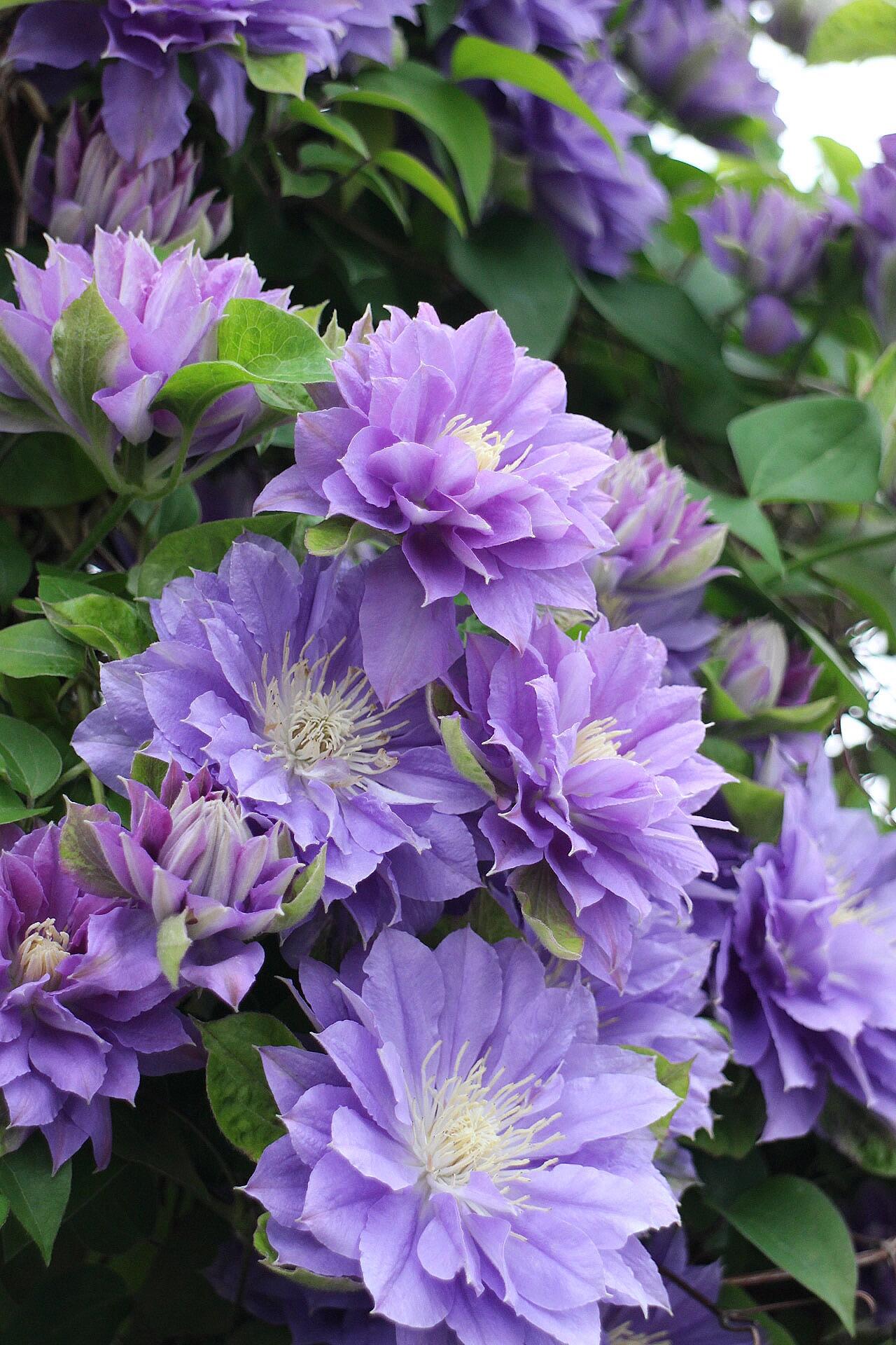 Clematis 【Enku｜円空】 - 9P LivePlant|Rare Popular Japanese Clematis| 圓空| Double-flowered |