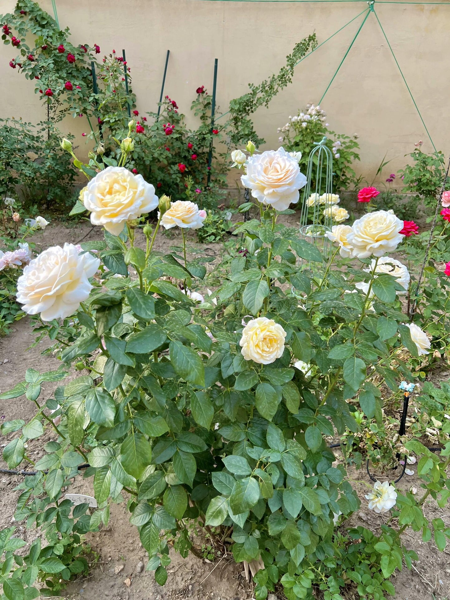 Rose【Anastasia】- 1.5 Gal OwnRoot LivePlant｜假面公主｜Award-Winning Variety｜Popular Yellow