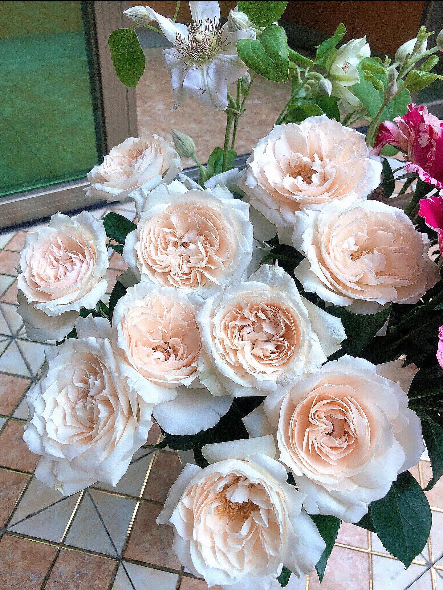 Rose【Royal Diva】- 1.5Gal OwnRoot LivePlant｜皇家迪瓦｜歌剧皇后｜Fru Nerby｜Strong-scented blooms