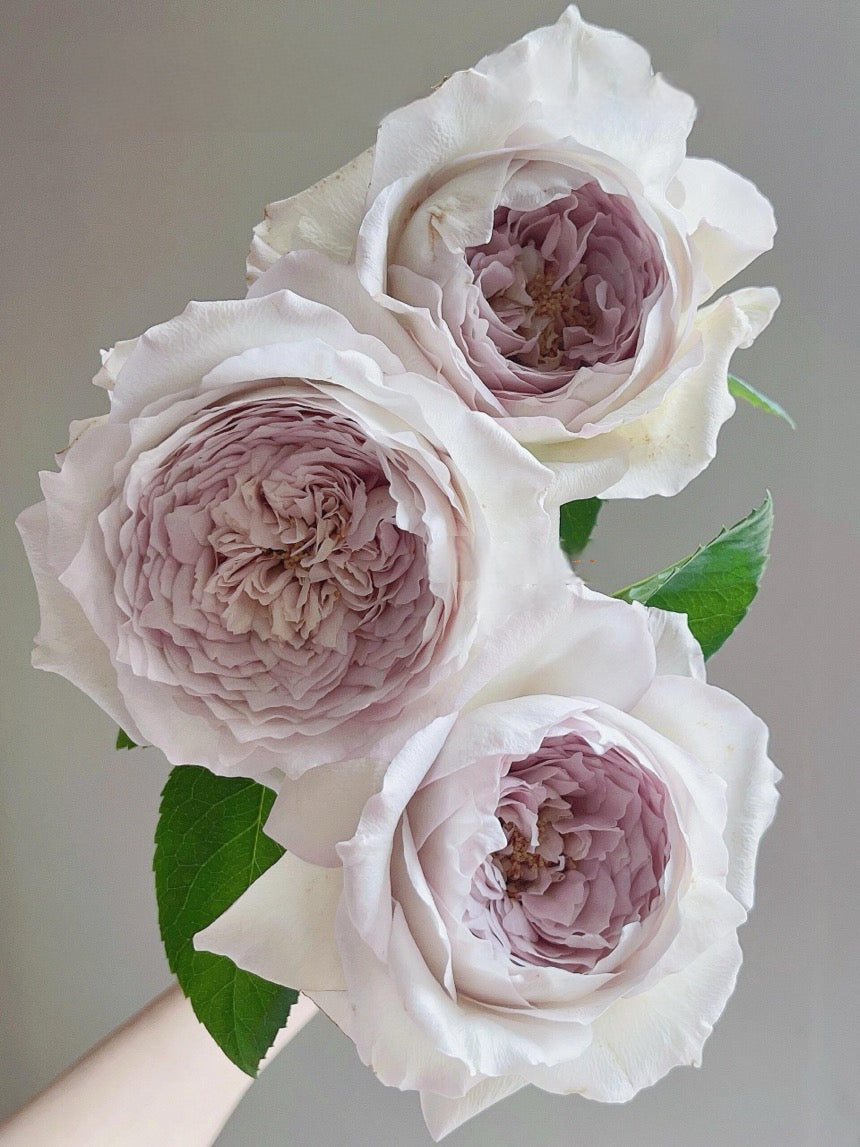 Rose【Milky Pearl｜ミルキーパール】- Japan New Variety 2021｜珍珠奶茶｜Extended vase life| 牛奶珍珠| Redolent| Florists Rose| Wavy Lace