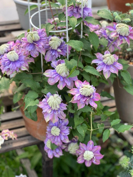 Clematis【Magic Fountain】-12P Porpuler Live Plant｜ 魔法喷泉