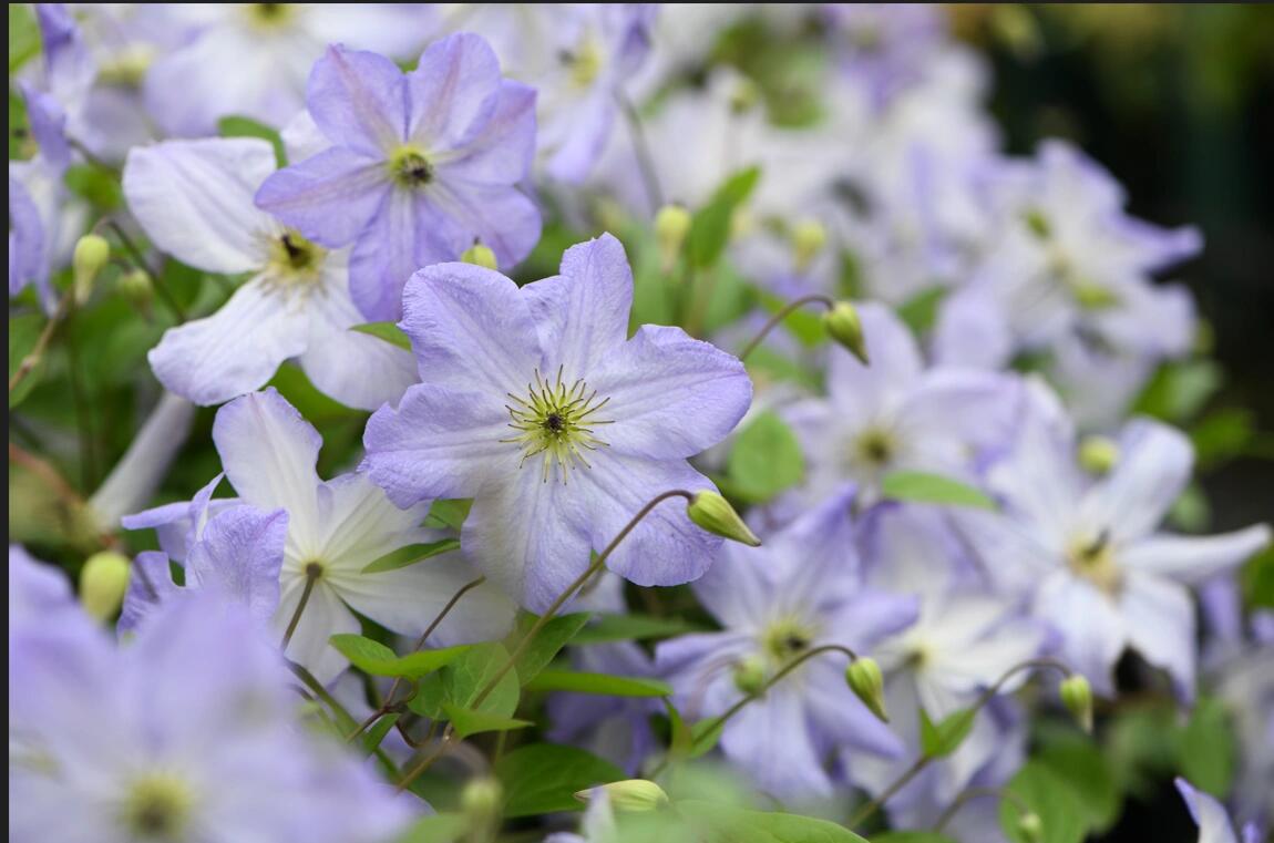 Clematis【Sea Breeze】- Live plant with flower buds｜海风｜Blue Clematis