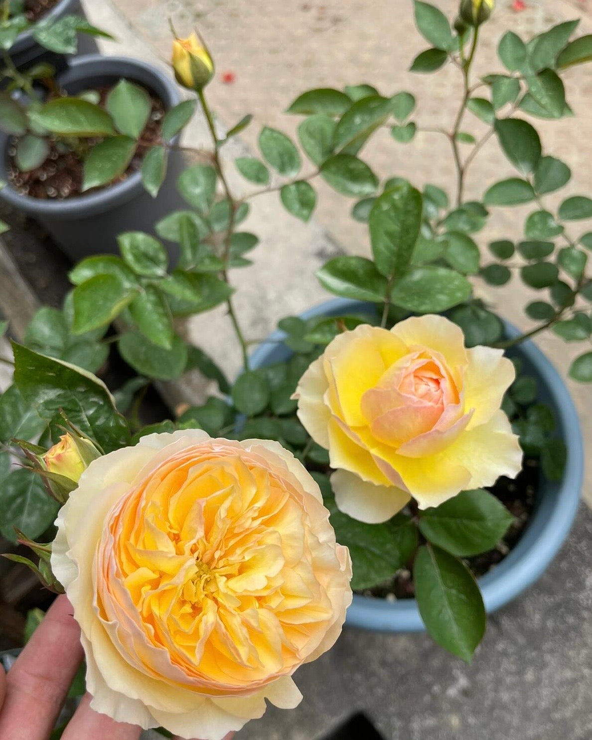 Rose【Kagelou| カゲロウ】- Japanese 2020 New varieties| 阳炎/蜉蝣| Fruity Fragrance| Discoloration| Ruffled bloom| Especially| Floribunda| Redolent|  HeatResistant