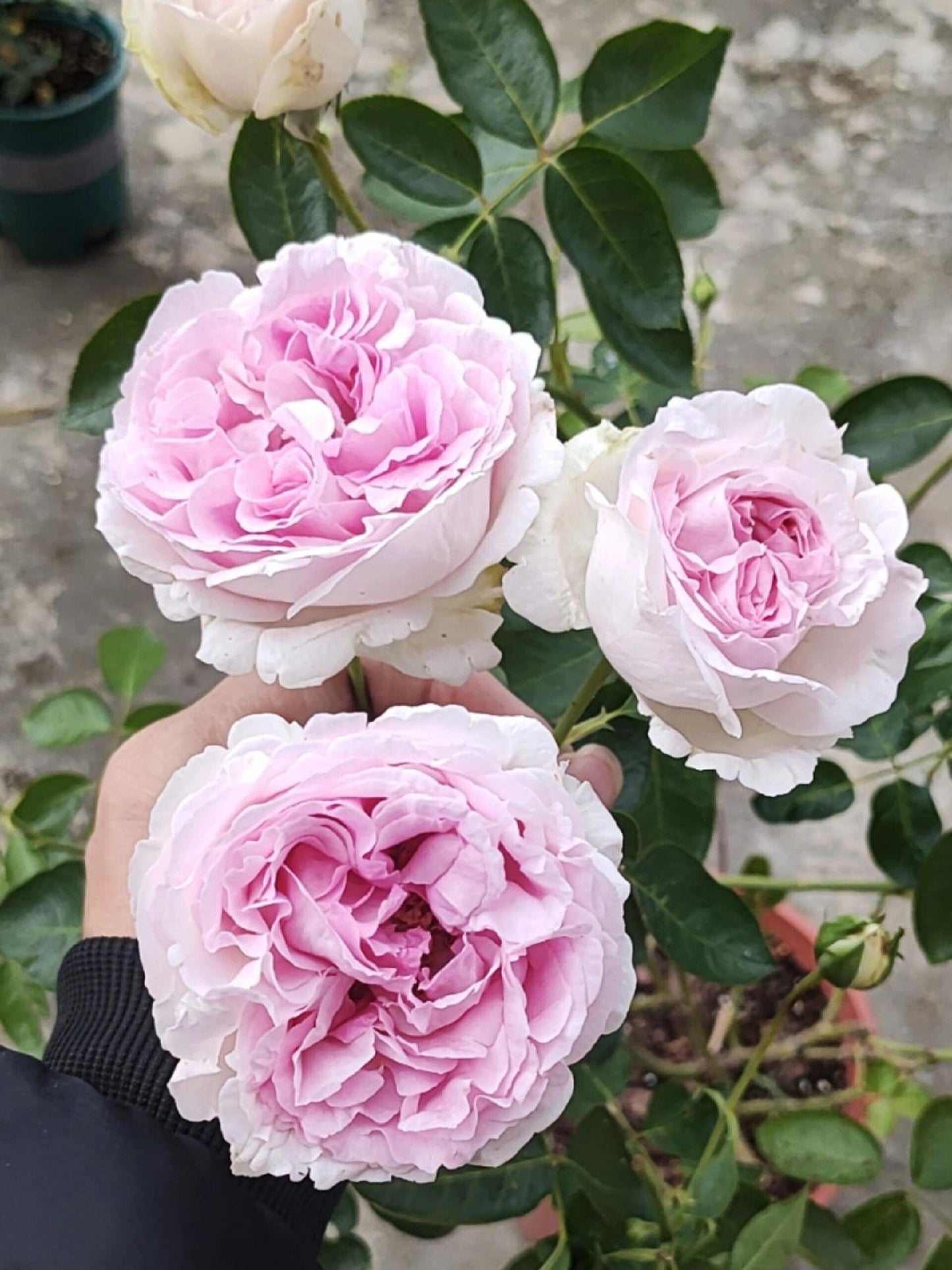 Rose【Yves Sion｜イヴシオン】-1.5Gal OwnRoot LivePlant｜伊芙紫苑| Rare Japanese Perfume Rose| 伊芙天堂| Romantic&Dreamy| Excellent Resistance| FloribundaRose