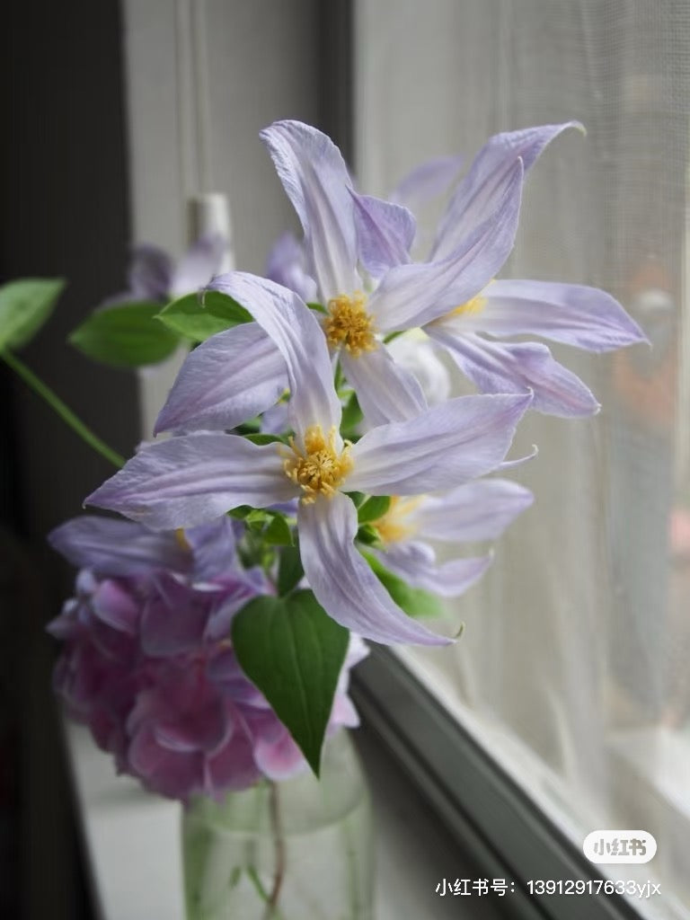 Clematis【Milky Way】-Live Plant｜银河系