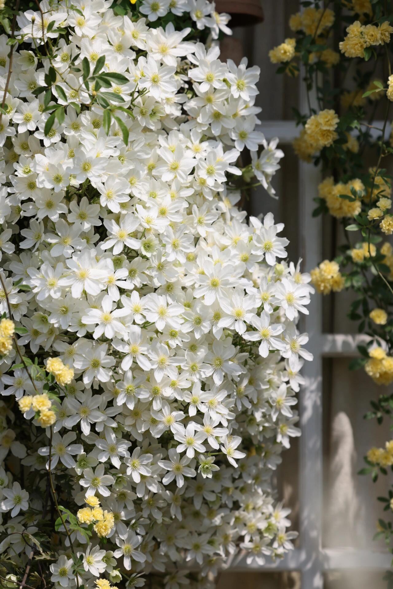 Clematis【Avalanche】-LivePlant｜雪崩｜Popular White Clematis