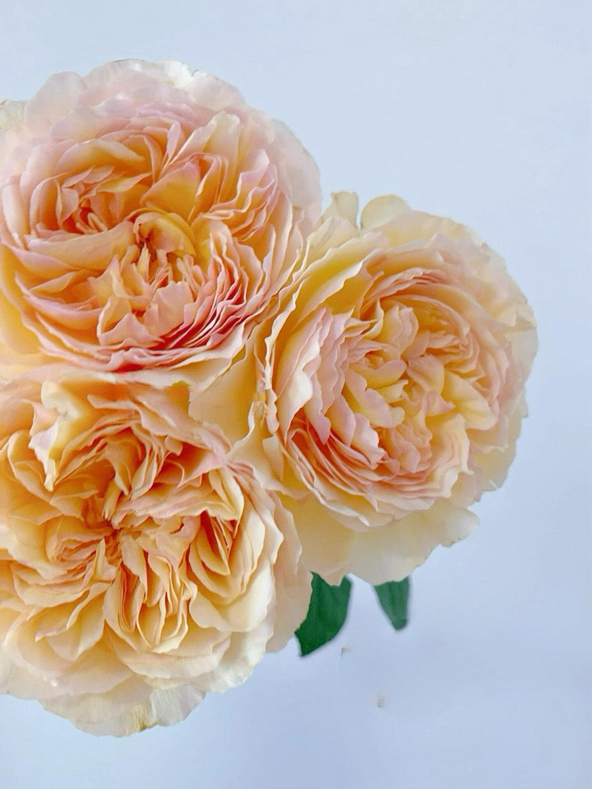 Rose【Kagelou| カゲロウ】- Japanese 2020 New varieties| 阳炎/蜉蝣| Fruity Fragrance| Discoloration| Ruffled bloom| Especially| Floribunda| Redolent|  HeatResistant