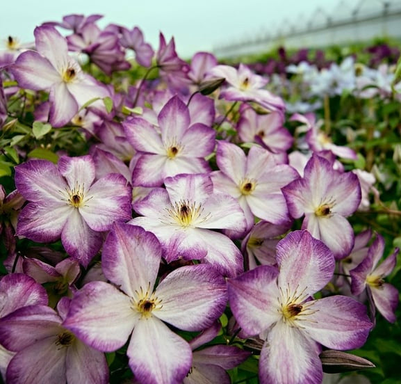 Clematis【Pernille】- LivePlant- 佩莱尼| Cold Hardy| Low Maintenance| Rich Color| Pollinator Friendly| Strong Growth| Cute Flower| Adaptable|Vine