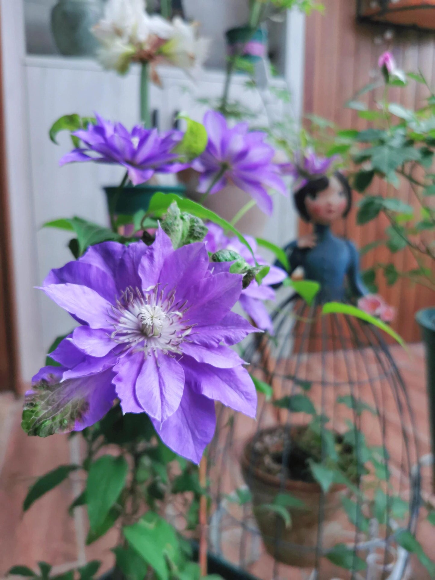 Clematis 【Teshio｜てしお| 天塩】-  9P LivePlant| 天盐 |精神の美| 天盐| Double-flowered |